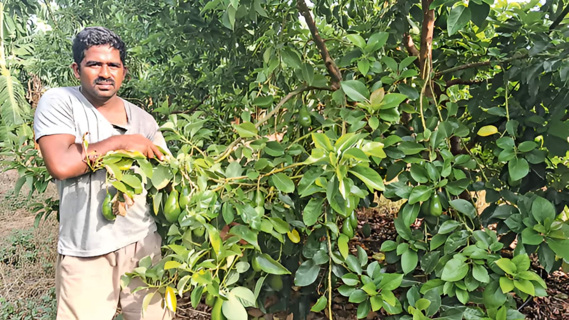 Avocado Cultivation: సీమ నేలపై అవకాడో పంట.. ఎకరాకు 5 టన్నుల దిగుబడితో రైతు సత్తా