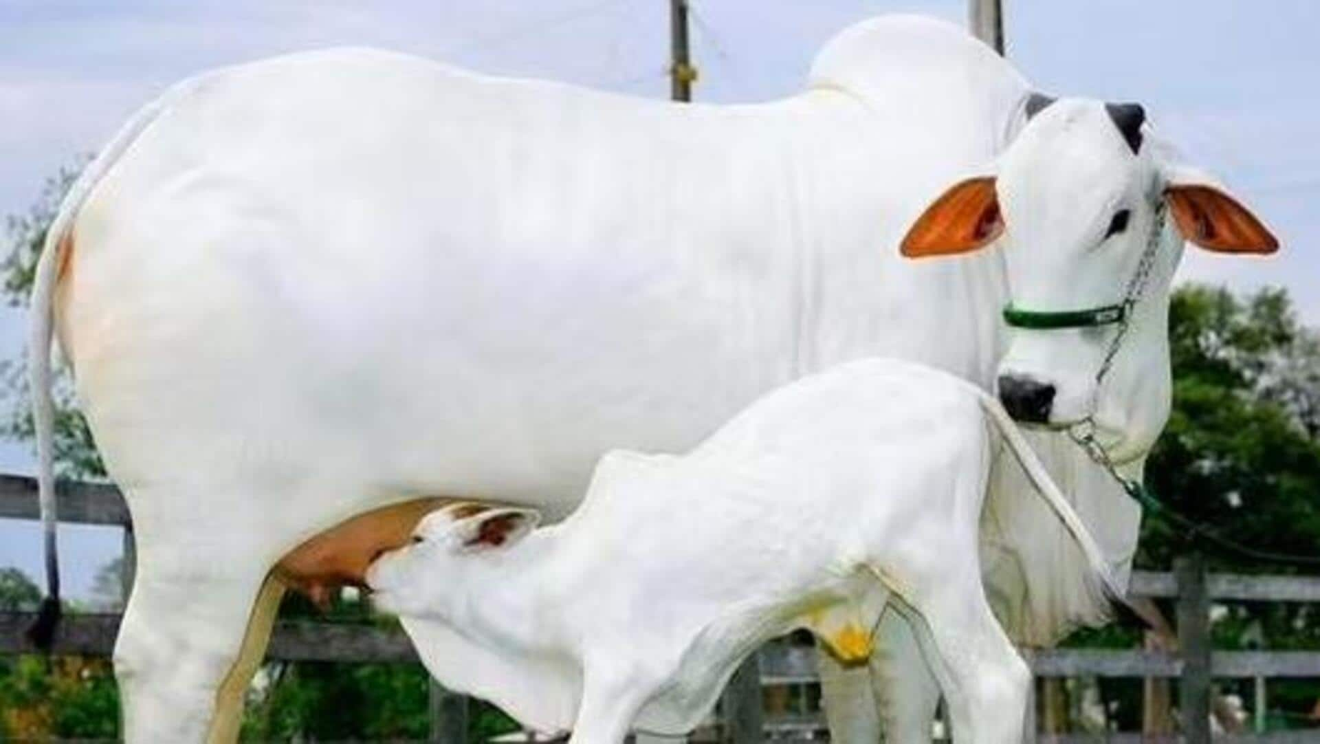 Ongole Breed Cow: ఒంగోలు జాతి ఆవుకు వంద కోట్ల గిరాకీ.. ప్రపంచ రికార్డు సృష్టించిన వయాటినా-1