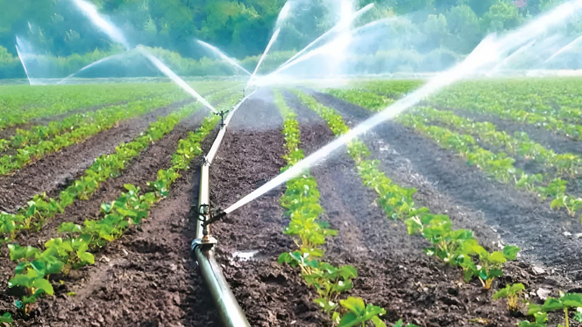 Micro Irrigation: మైక్రో ఇరిగేషన్‌లో ఆంధ్రప్రదేశ్ నంబర్ వన్