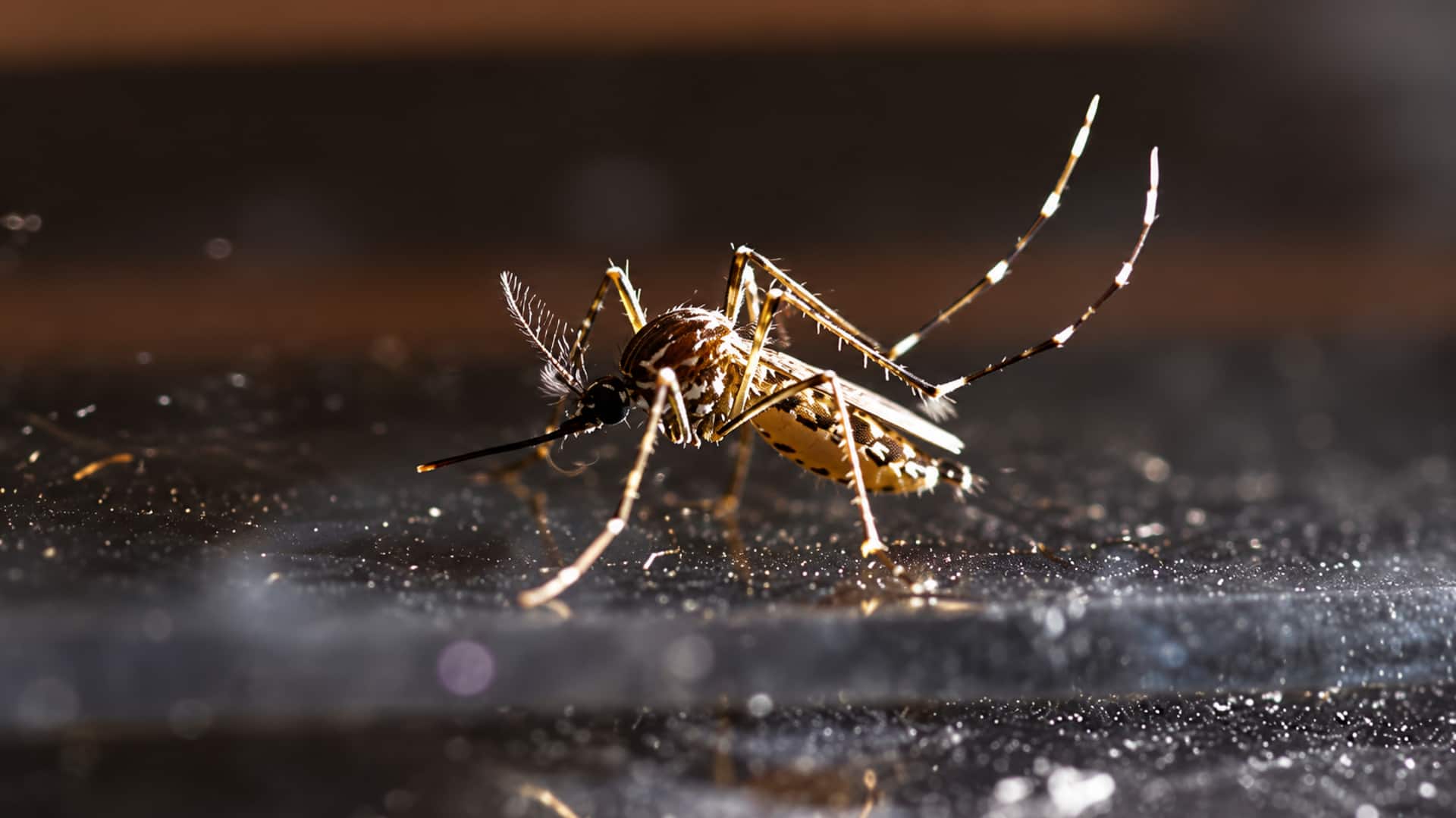 Dengue outbreak: అమెరికాలో దశాబ్దాల తర్వాత భారీ డెంగీ విజృంభణ.. అసలు కారణాలివే!