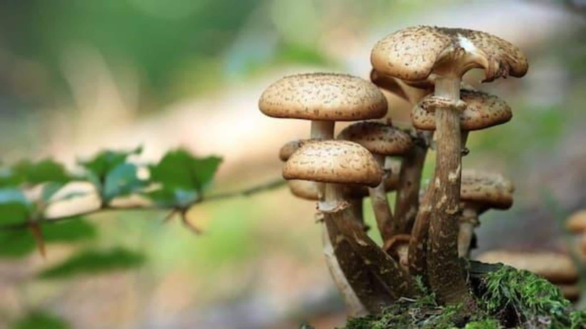 Mushroom: ల్యాప్టాప్కు విద్యుత్ ఇచ్చే పుట్టగొడుగు.. శాస్త్రవేత్తల అద్భుత ఆవిష్కరణ Mushroom: ల్యాప్టాప్కు విద్యుత్ ఇచ్చే పుట్టగొడుగు.. శాస్త్రవేత్తల అద్భుత ఆవిష్కరణ