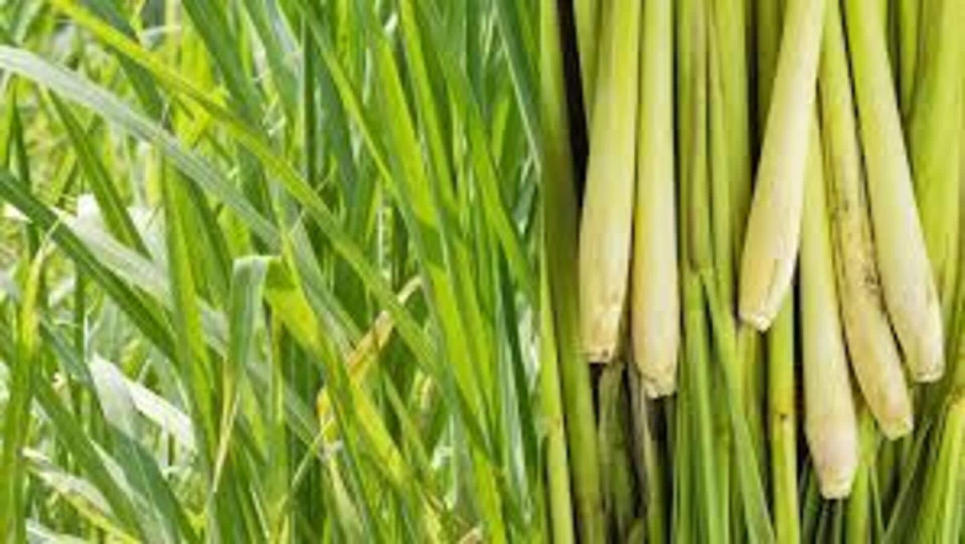Lemon grass: ఇంట్లోనే లెమన్ గ్రాస్ పెంచాలా?.. ఈ సింపుల్ టిప్స్ ఫాలో అవ్వండి!