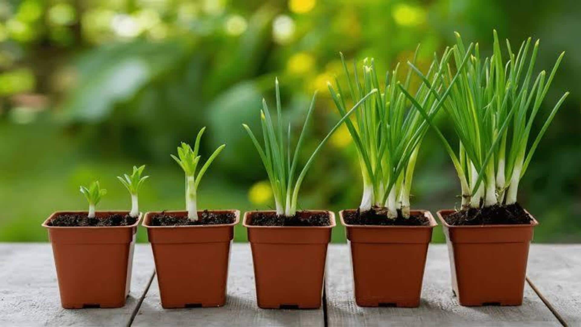Grow chives: ఇంట్లో చైవ్స్ పెంచండిలా..