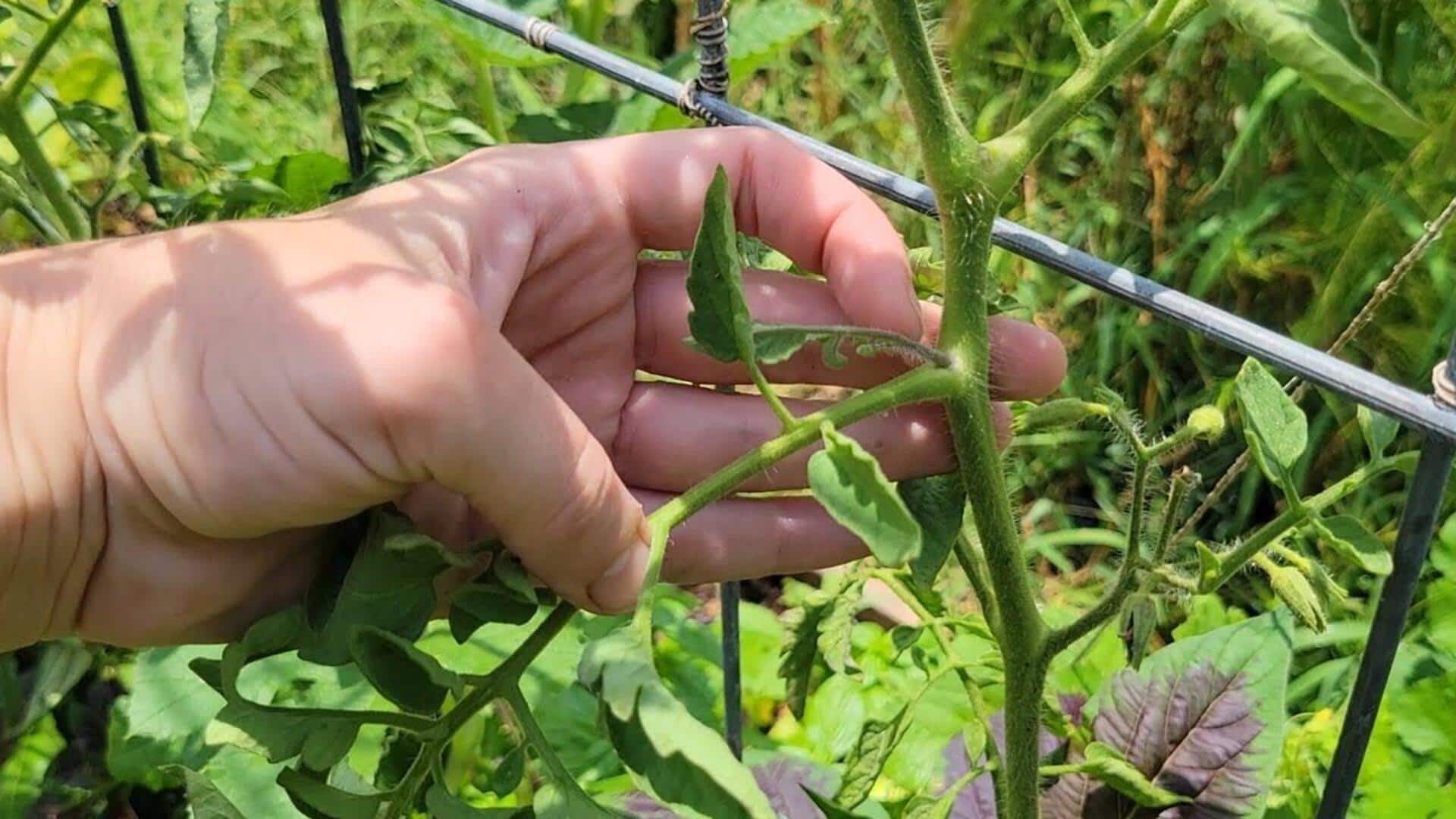 Gardening Tips : మీ మొక్కలు ఆరోగ్యంగా పెరగాలంటే 5 ప్రూనింగ్ రహస్యాలు ఇవే..