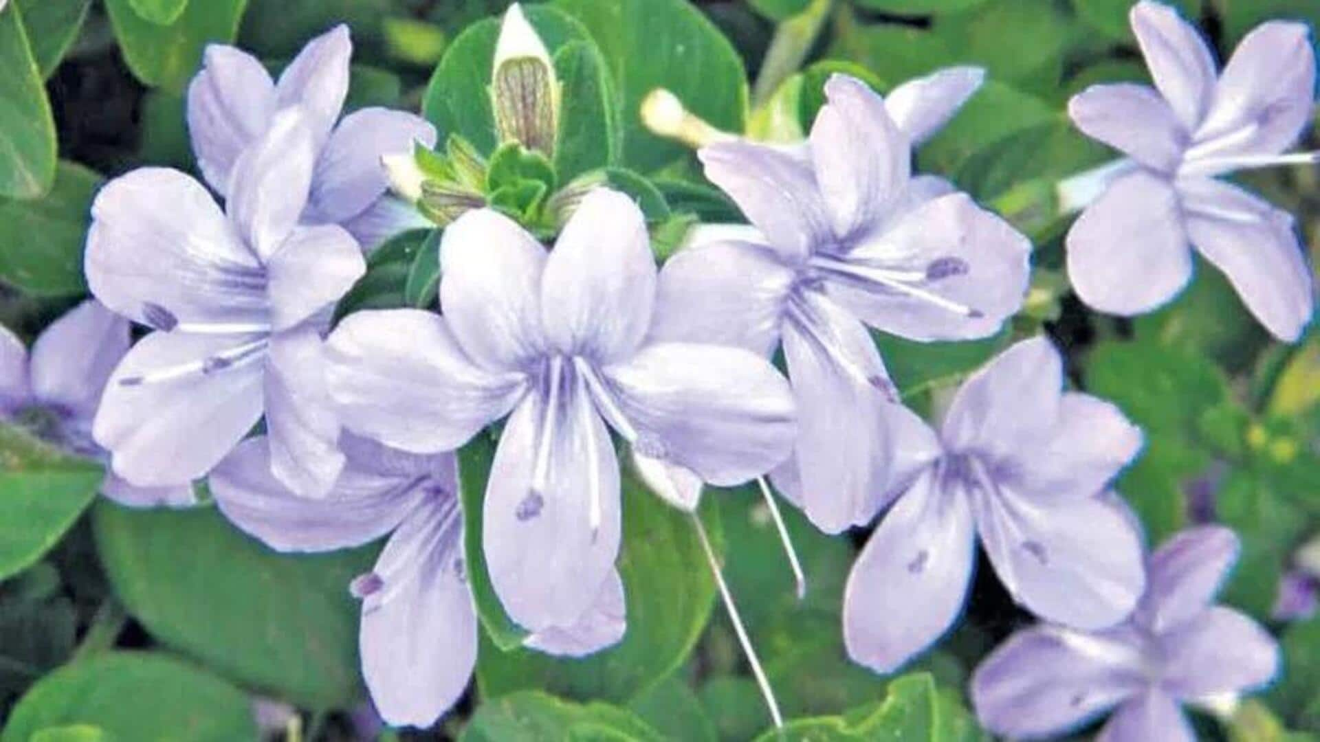 Barleria Cristata Flowers: మనకి ఉన్నటే ఈ పువ్వుకి ఒక పేరుంది . . అదేంటో తెలుసా..? 