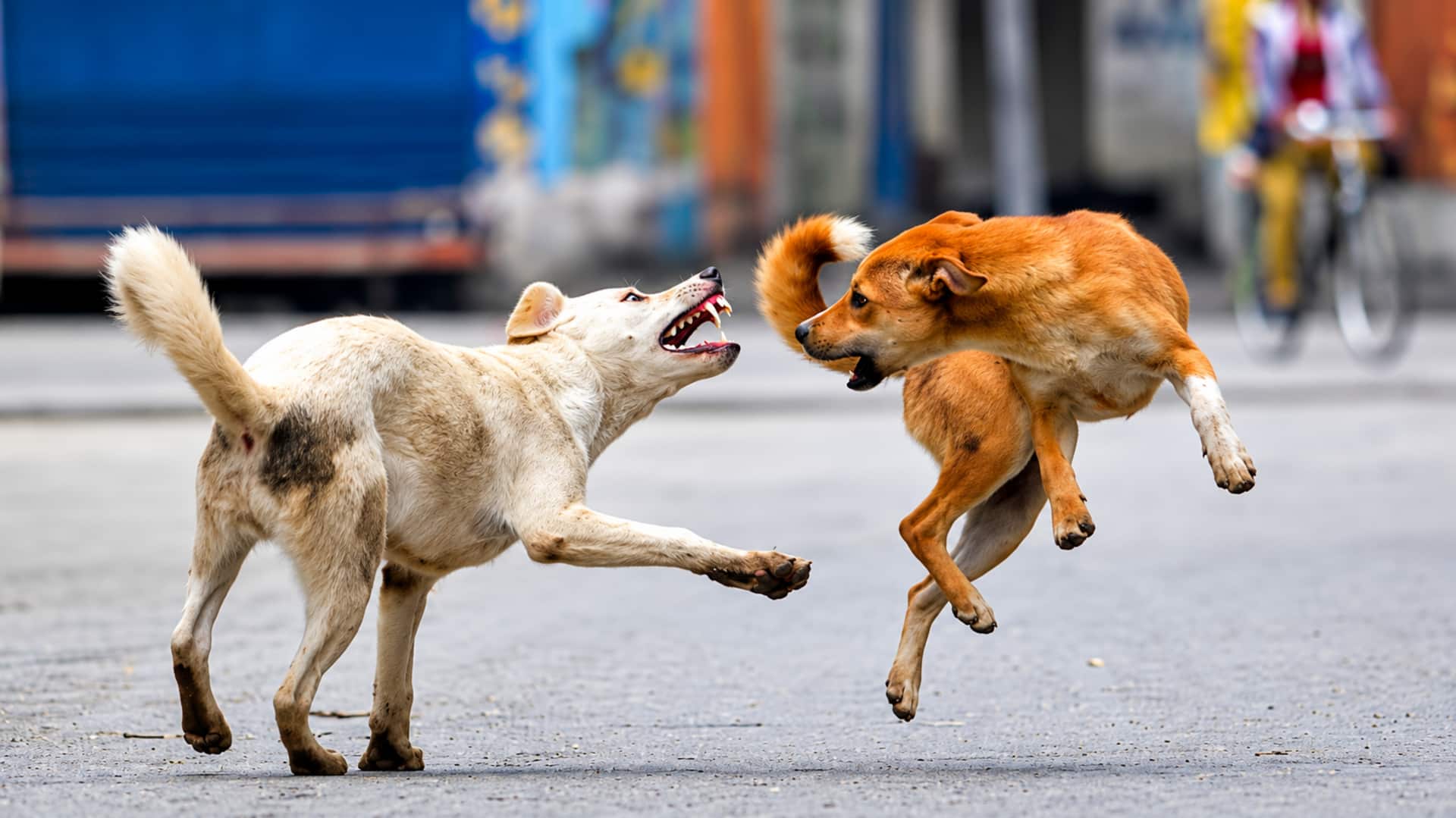Fake Rabies: నకిలీ రేబీస్ వ్యాక్సిన్ కలకలం.. దేశవ్యాప్తంగా అధికారుల అప్రమత్తం