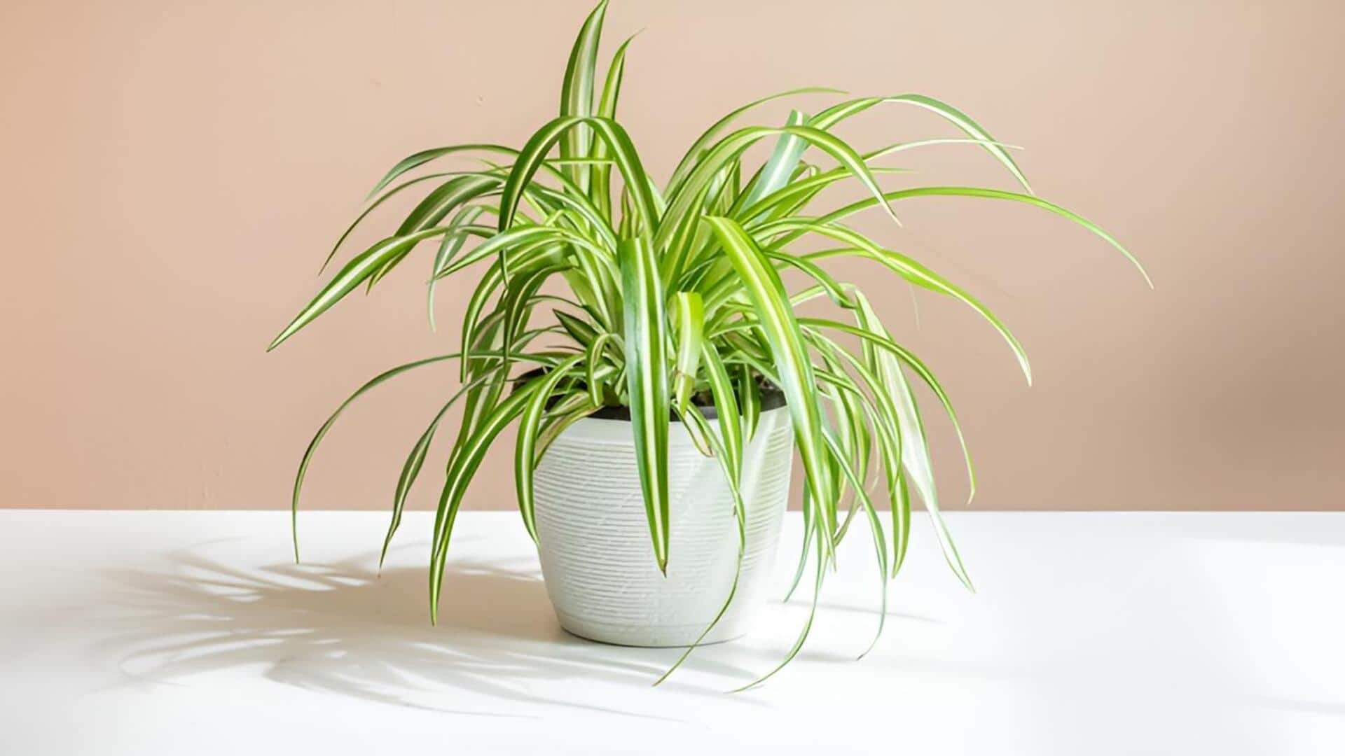 Spider plant : ఇంట్లో స్పైడర్ ప్లాంట్ కేర్.. నీరు, వెలుతురు ఎలా ఇవ్వాలో తెలుసా?