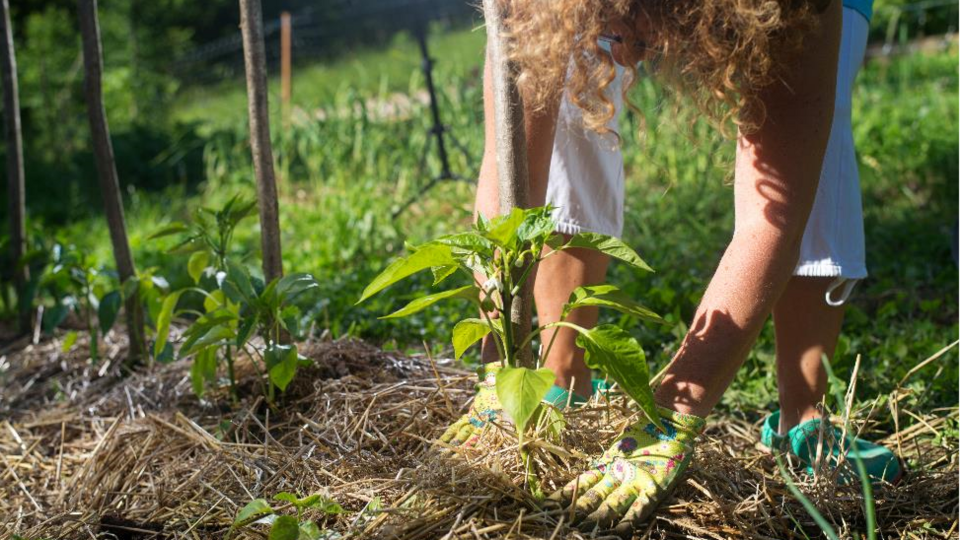 Plant Care Tips:చలికాలంలో మొక్కలు వాడిపోకుండా ఉండాలా? ఈ 5 చిట్కాలు తప్పక పాటించండి!