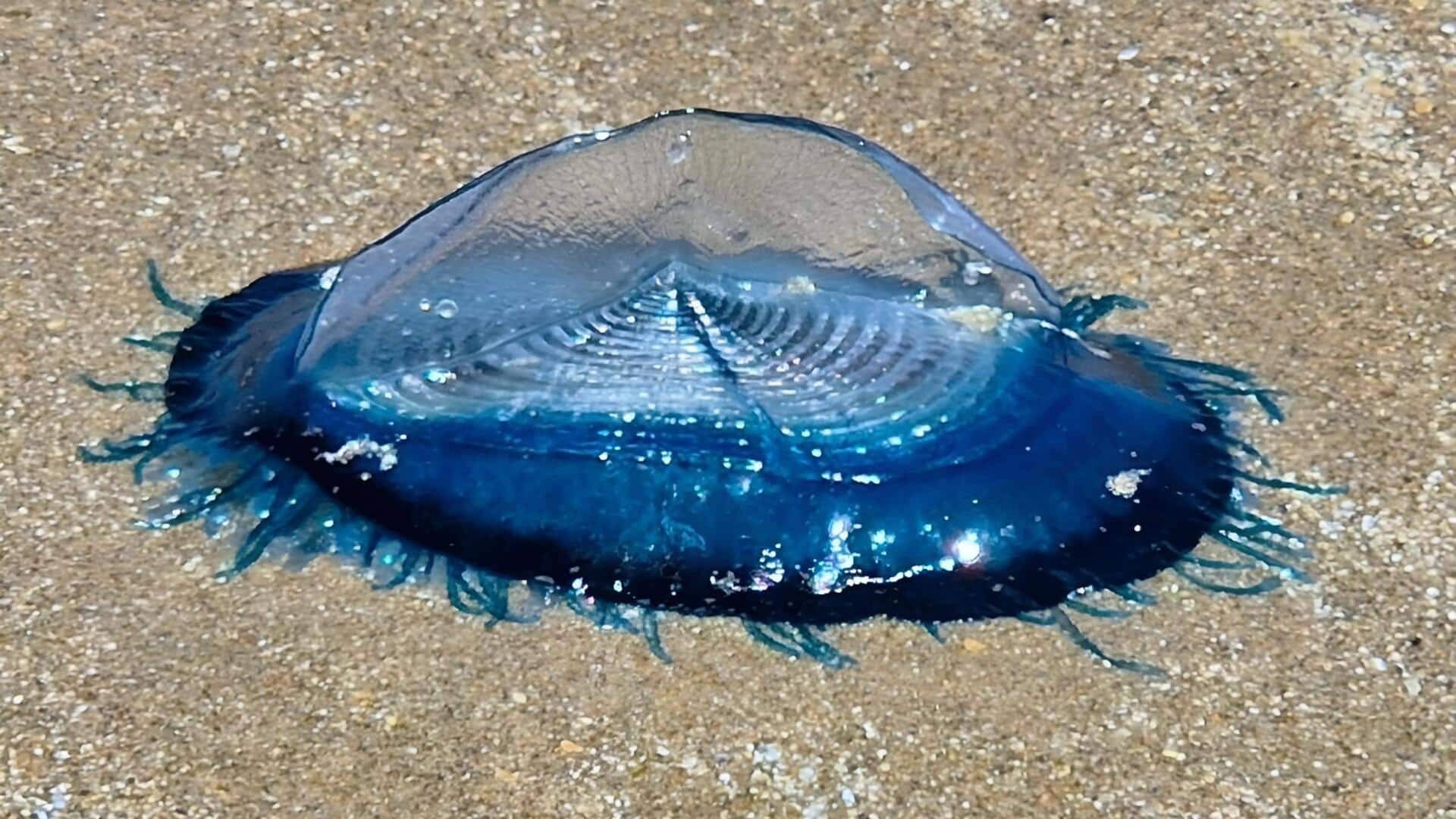 Blue Sea Creatures: వేల్స్ తీరానికి కొట్టుకొచ్చిన నీలి సముద్ర జీవులు.. ముట్టుకుంటే ప్రమాదమే!