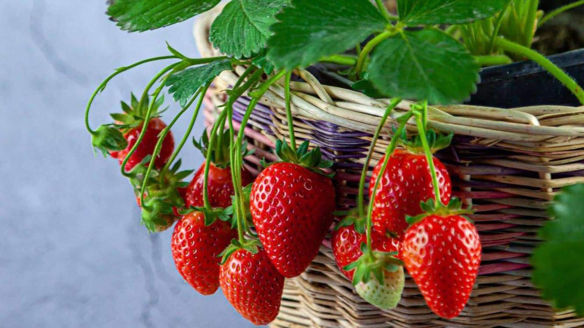 Strawberry plants: చలికాలంలో మీ బాల్కనీలో స్ట్రాబెర్రీలు మొక్కలను ఎలా పెంచాలంటే..?