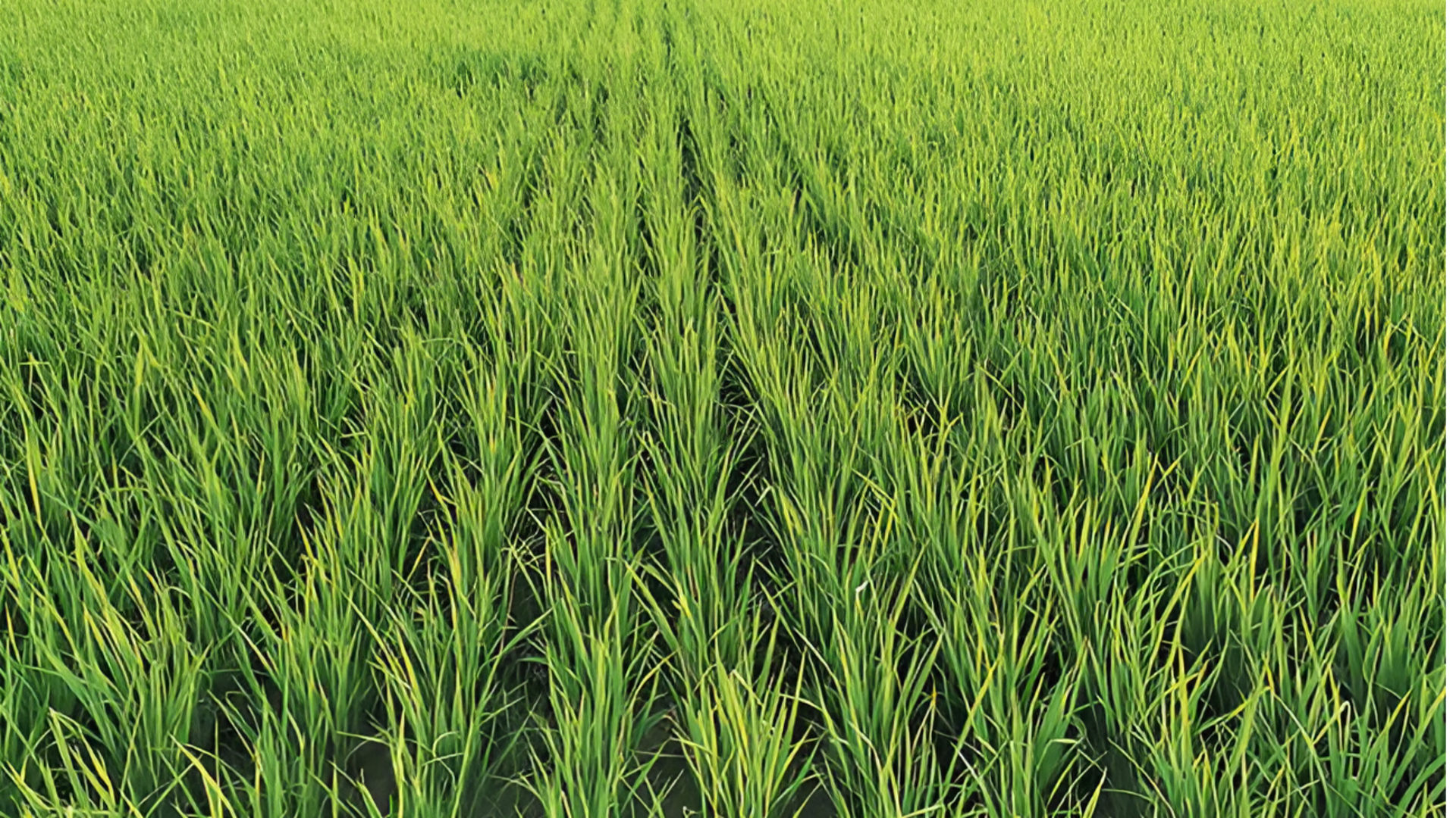 Crop Insurance in AP: ఖరీఫ్,రబీ పంటల బీమా అమలు.. రైతులకు కీలక మార్గదర్శకాలు