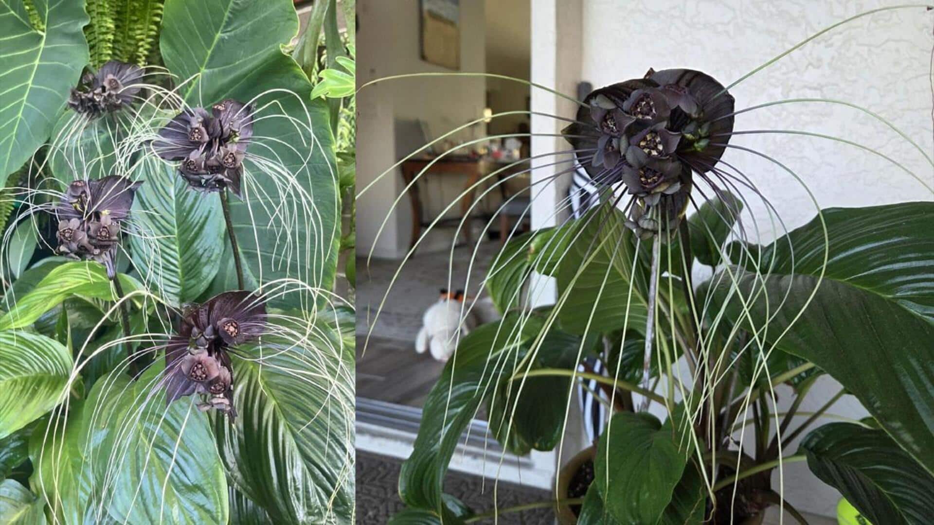 Black Bat Flower: ప్రకృతిలో ఎన్నో పూలు ఉన్నా... 'గబ్బిలం పువ్వు' మాత్రం అద్భుతం Black Bat Flower: ప్రకృతిలో ఎన్నో పూలు ఉన్నా... 'గబ్బిలం పువ్వు' మాత్రం అద్భుతం