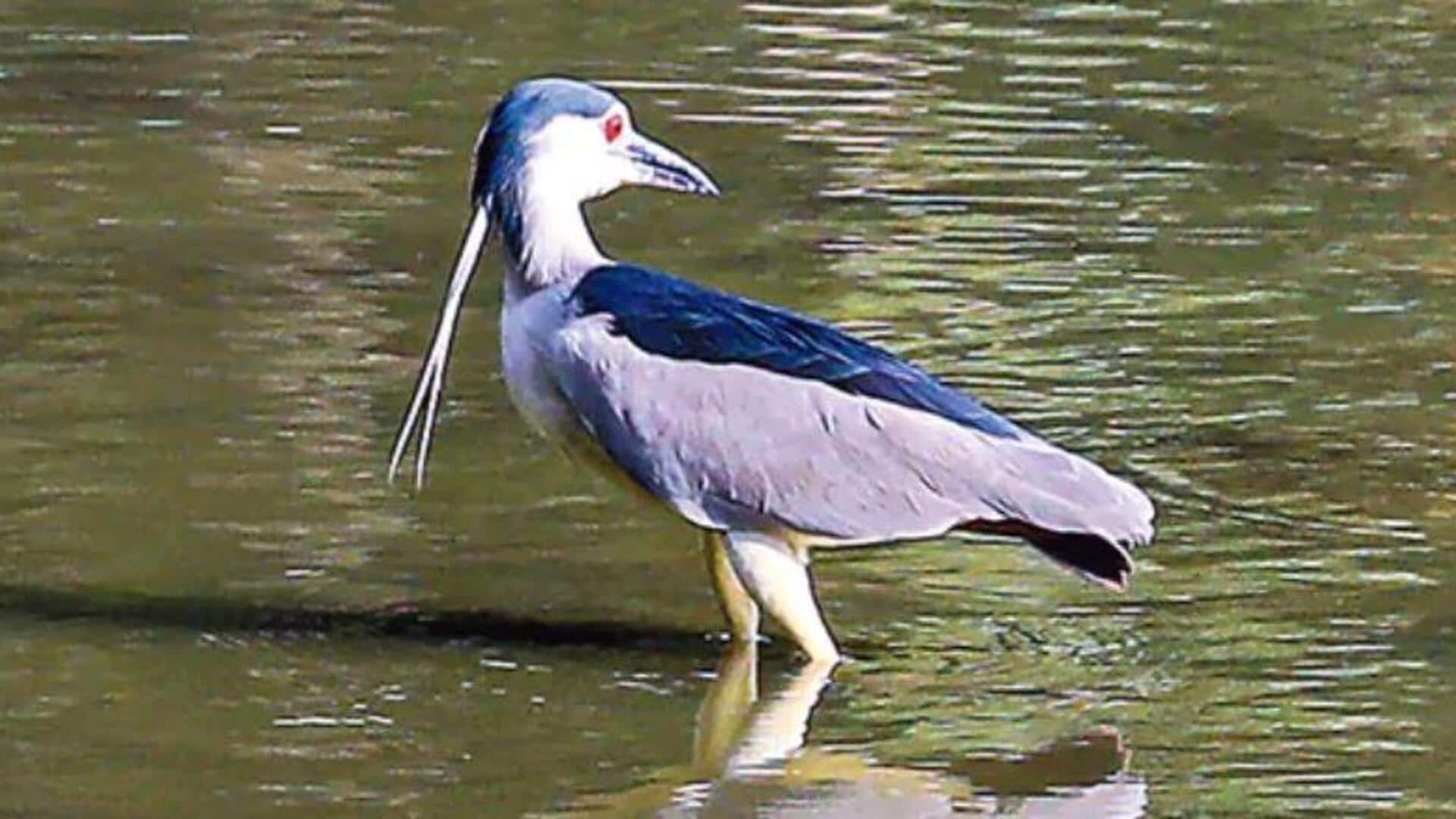 Black-crowned Night Heron: సహనానికి ప్రతిరూపం బ్లాక్ క్రౌన్ నైట్ హెరాన్ Black-crowned Night Heron: సహనానికి ప్రతిరూపం బ్లాక్ క్రౌన్ నైట్ హెరాన్