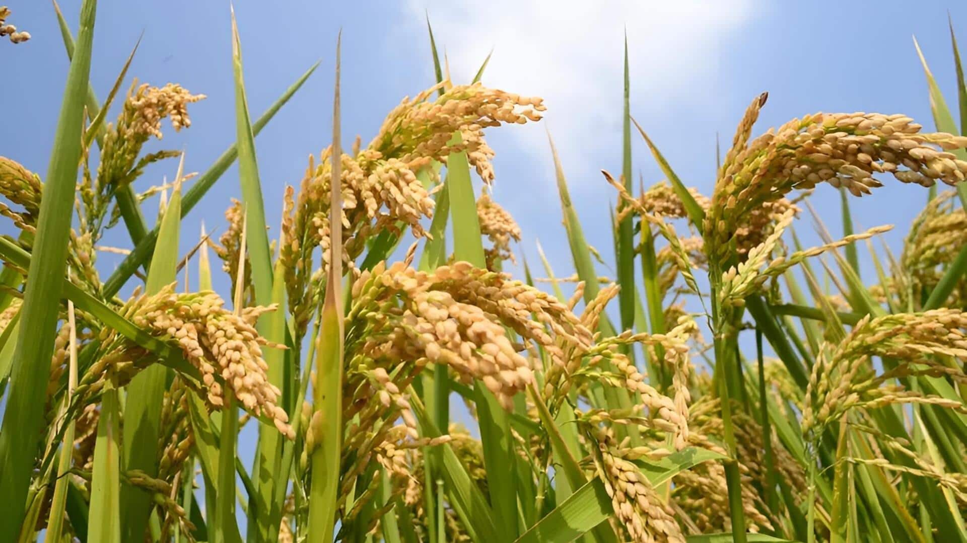 El Nino: ఖరీఫ్‌కు ఎల్‌నినో ముప్పు.. 12 రాష్ట్రాలకు కేంద్రం హెచ్చరిక