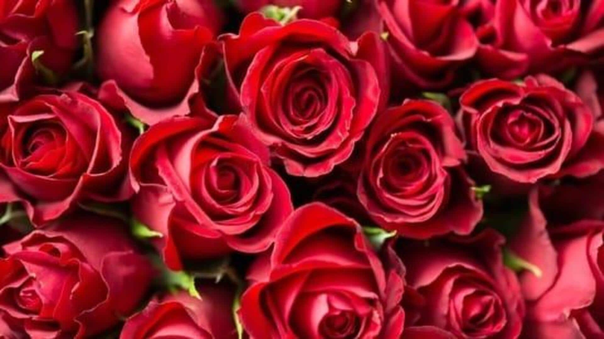 Happy Rose Day 2025: వాలెంటైన్స్ వీక్‌లో మీ ప్రియమైనవారికి ఇచ్చే వివిధ రంగుల రోజాలకు అర్థాలు ఇవే!