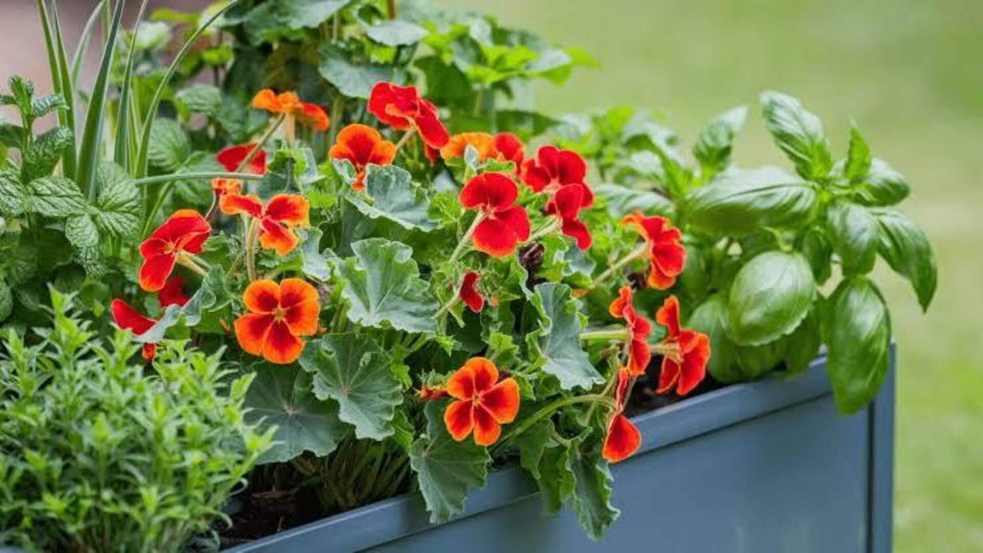 Nasturtium plant care: ఇండోర్‌ గార్డెనింగ్‌ బేసిక్స్‌.. నాస్టర్షియం మొక్కను ఇలా పెంచండి