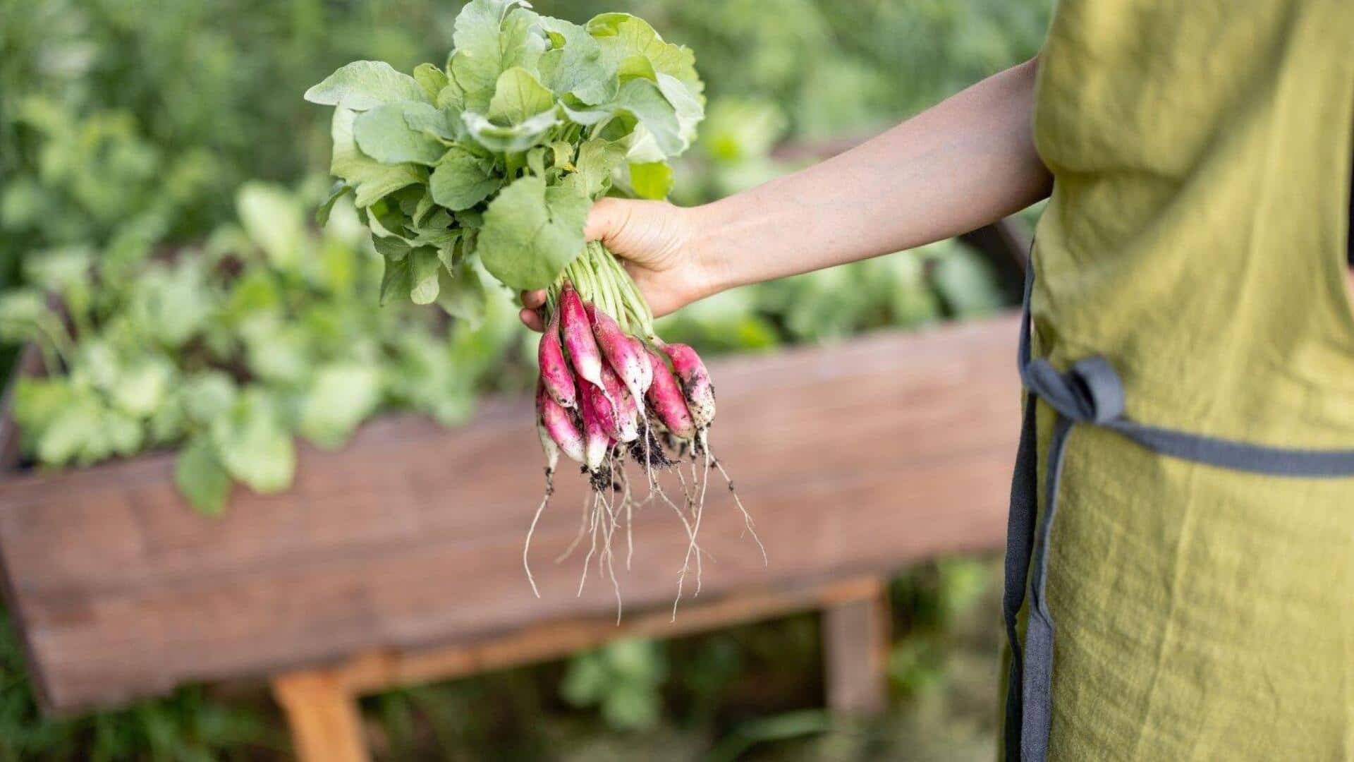balcony gardening: బాల్కనీలోనే ముల్లంగి పంట.. తక్కువ స్థలంలో ఇలా పెంచుకోండి!