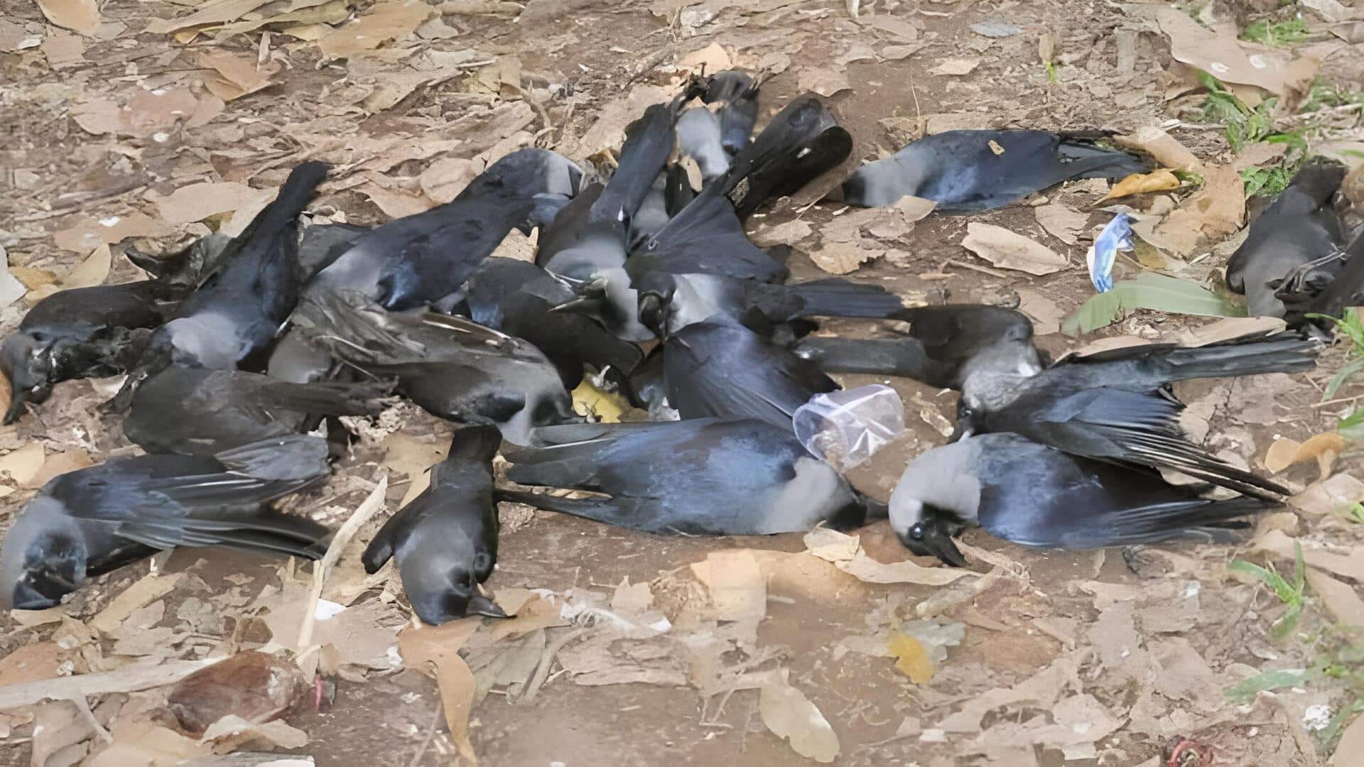 Bird Flu: బర్డ్‌ ఫ్లూపై అప్రమత్తంగా ఉండాలి.. కాకుల నుంచి సోకే ప్రమాదం.. చెన్నైవాసులకు ప్రభుత్వం హెచ్చరిక