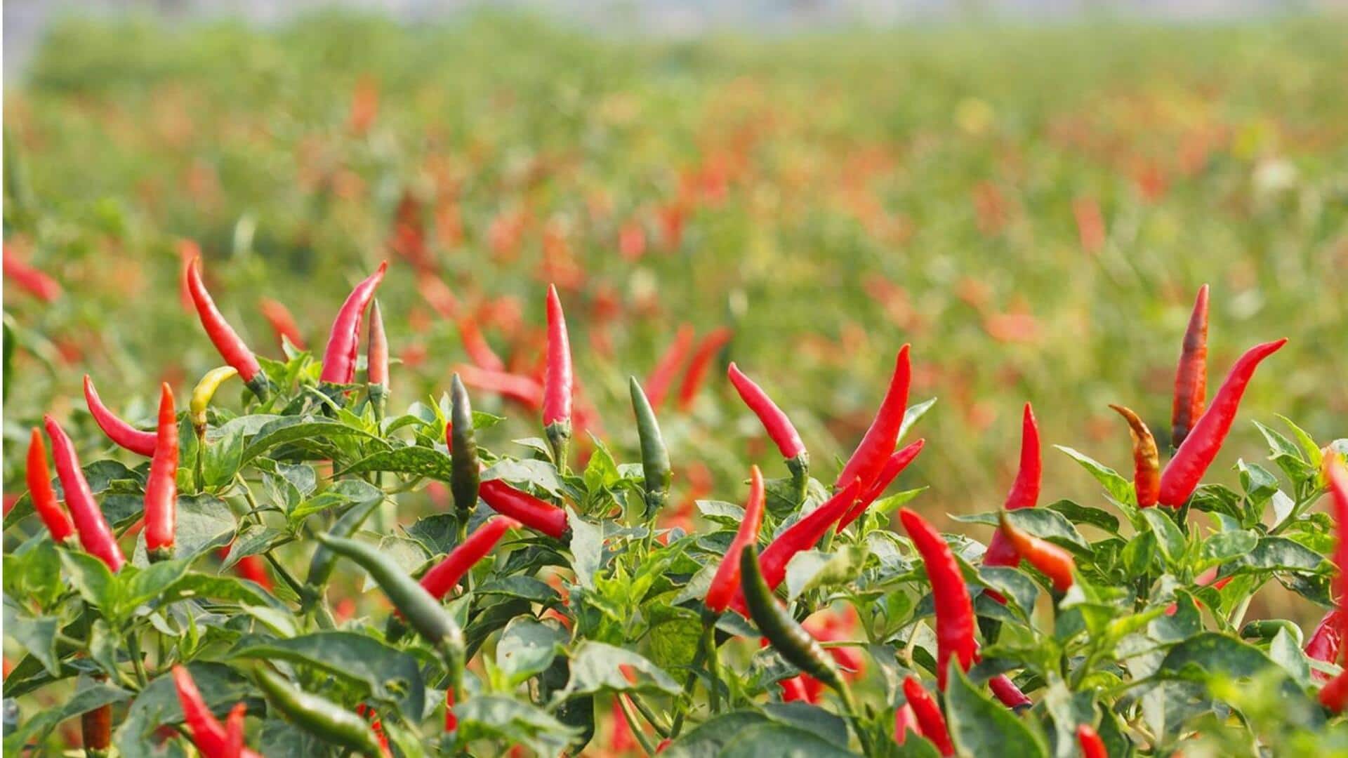 Chili peppers: కారపు మిరపకాయలతో మజా వంటలు.. ఈ 5 రెసిపీలు తప్పక ట్రై చేయాల్సిందే!