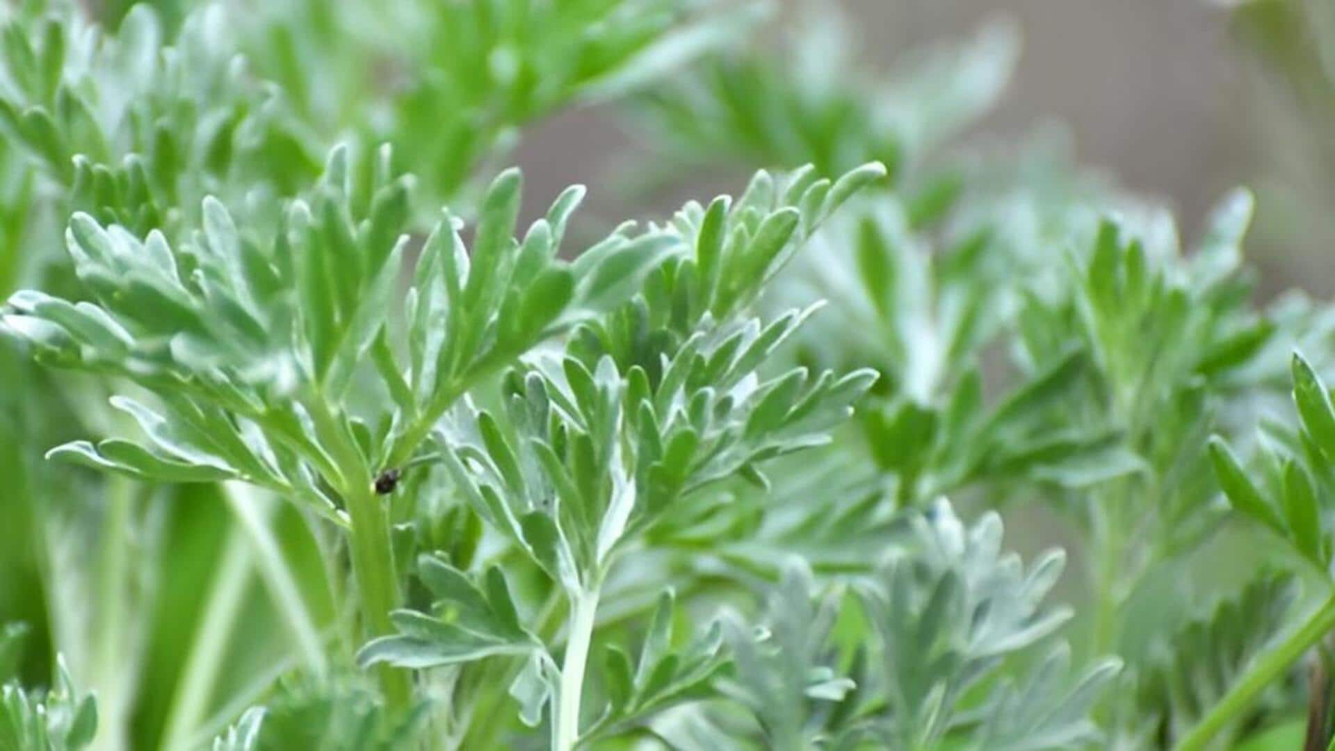 African Wormwood: ఆఫ్రికన్ వార్మ్‌వుడ్‌.. ఈ మొక్కకు ఉన్న 5 ఆశ్చర్యకరమైన ఉపయోగాలు ఇవే!