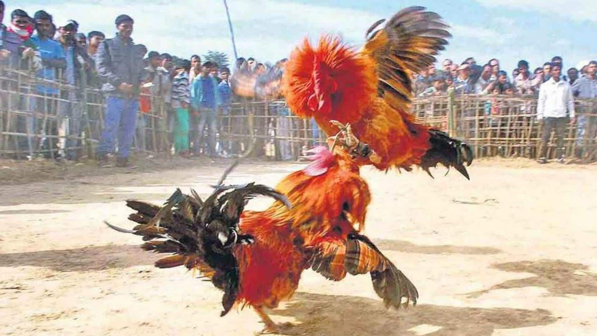 Cockfighting: భోగి వేడుకల్లో అట్టహాసంగా కోడి పందెలా సందడి