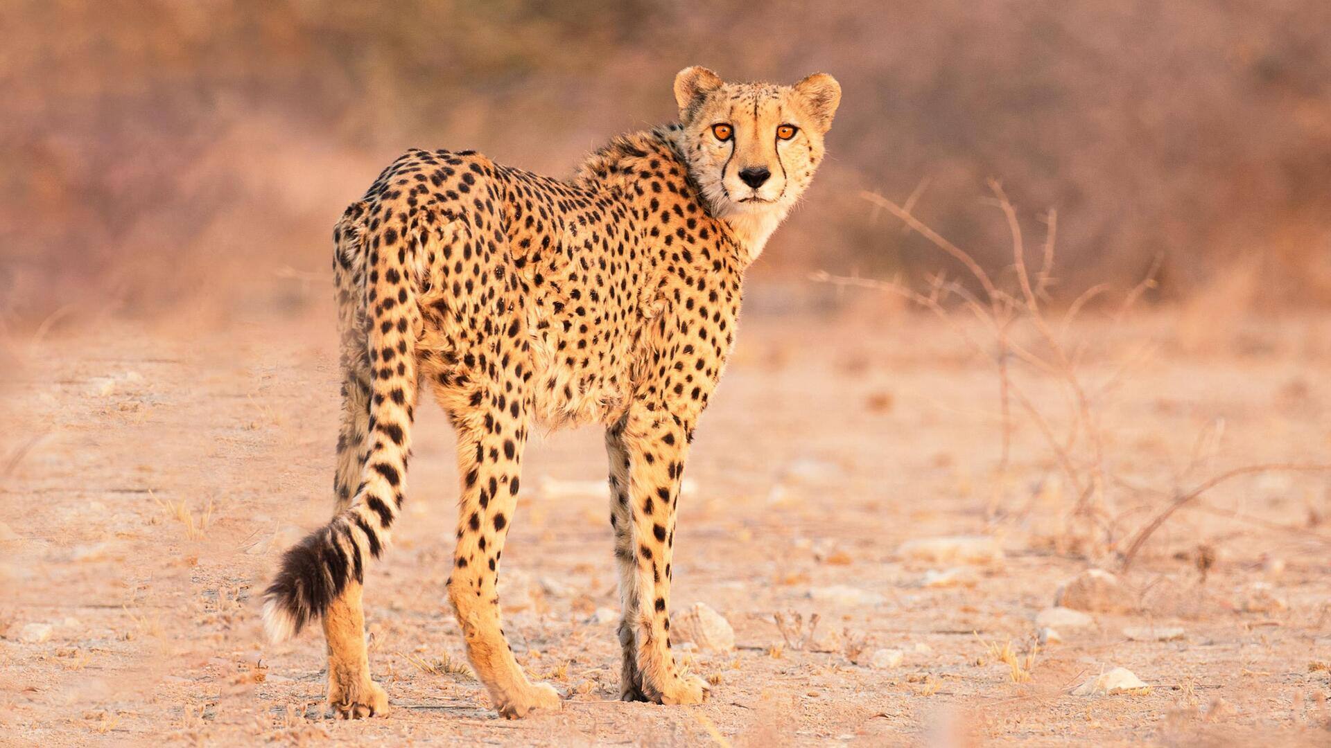 Namibian cheetah: కునో పార్క్ వద్ద నమీబియా చిరుత మృతి.. ప్రాజెక్ట్ ప్రారంభించినప్పటి నుండి 10వ మరణం 