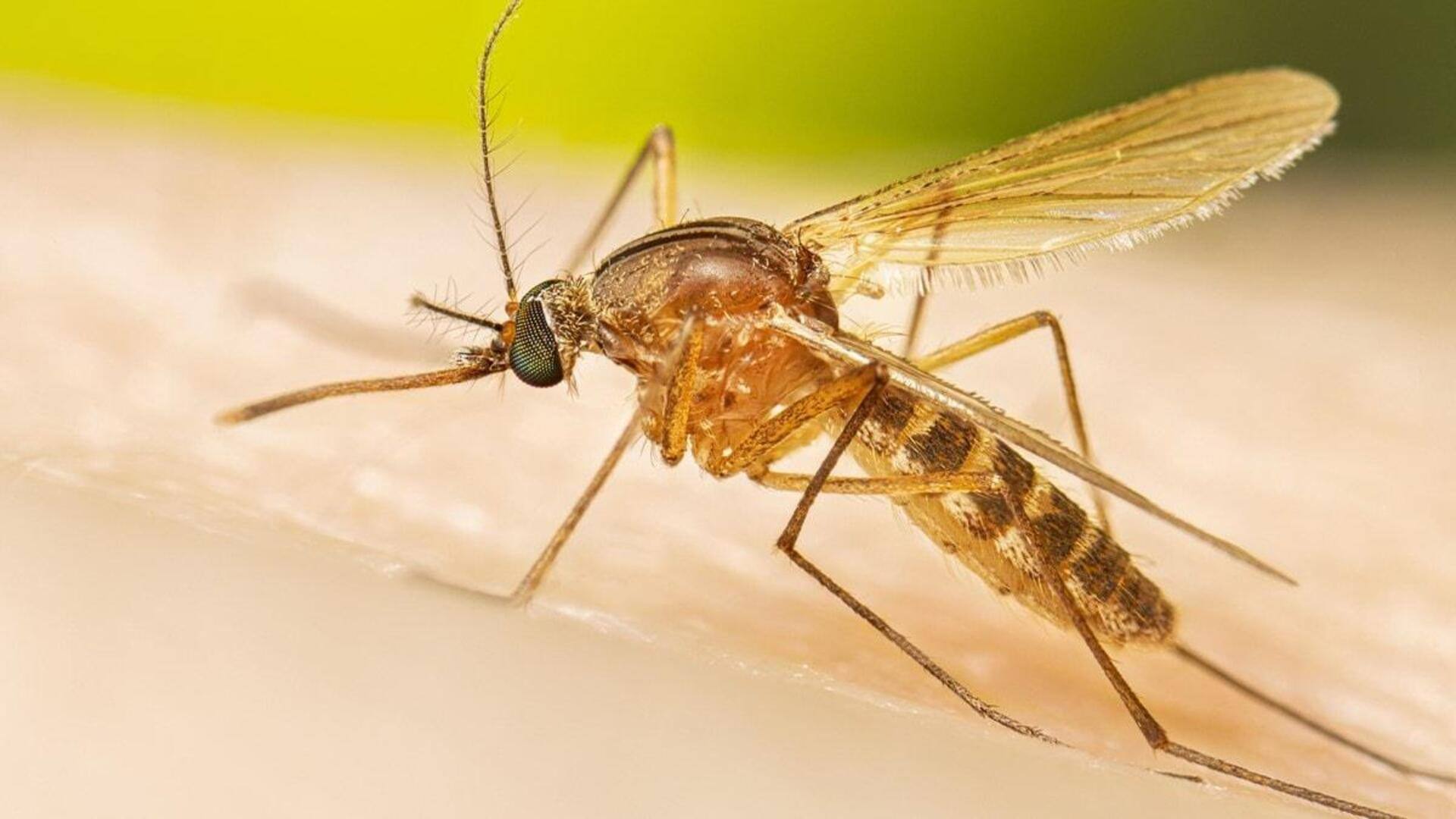 Mosquitoes: "టాక్సిక్" వీర్యంతో దోమలను పెంచాలనుకుంటున్న శాస్త్రవేత్తలు .. ఎందుకంటే..?