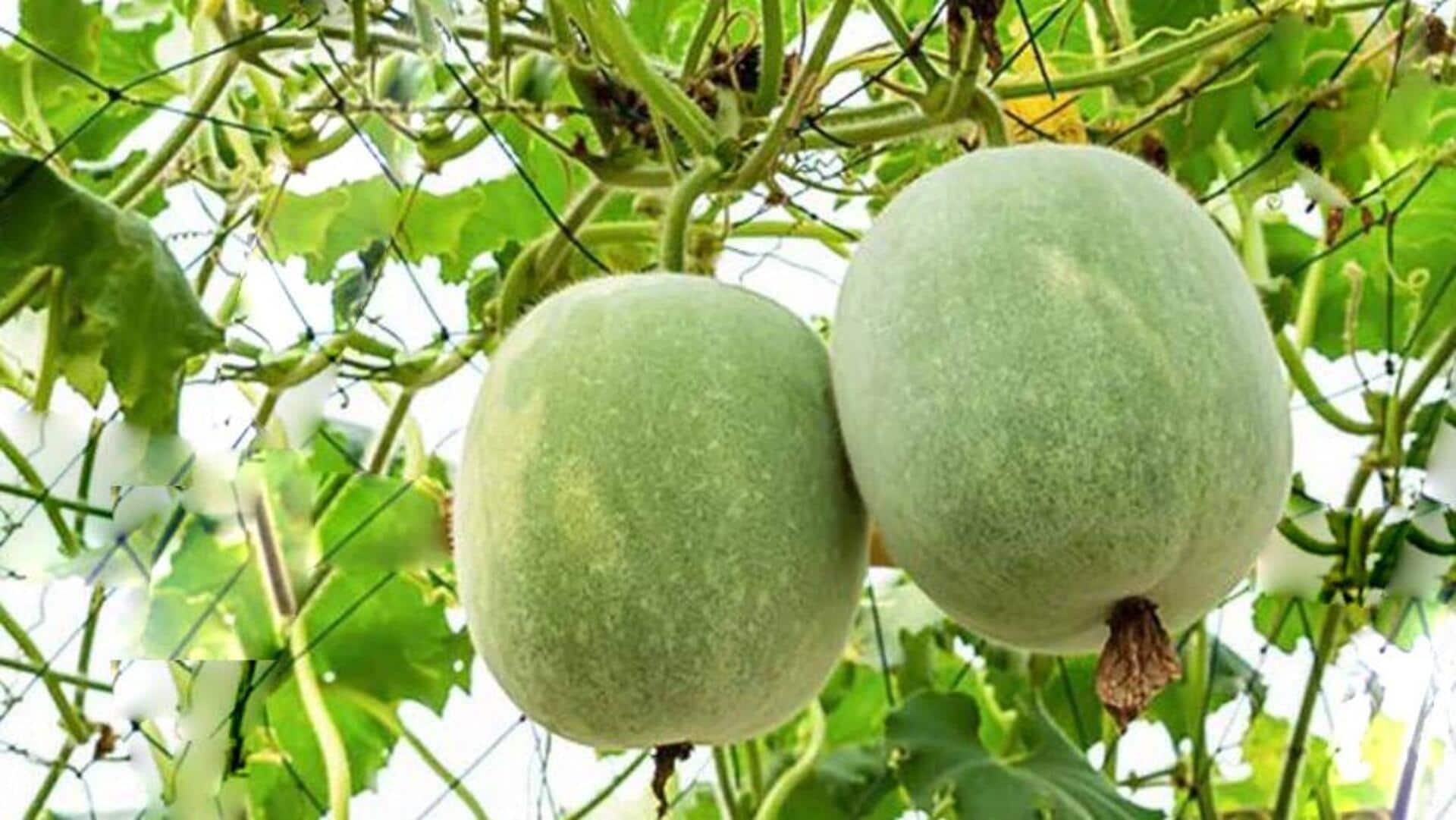 Tips: బూడిద గుమ్మడి కాయతో బోలెడు లాభాలు.. ఇంట్లో బూడిద గుమ్మడిని పెంచుకోండిలా..