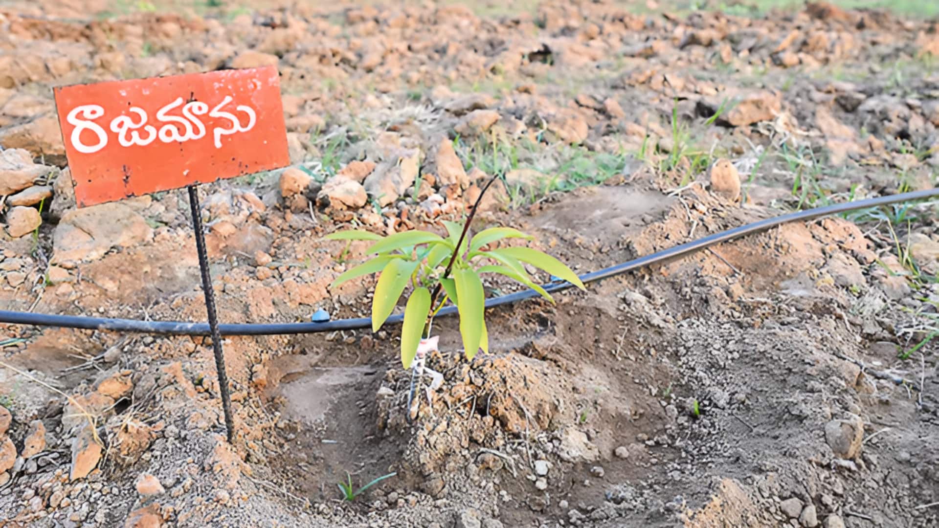 Andhra pradesh: అంతరించిపోతున్న దేశీయ మామిడి రకాలకు నూజివీడు పరిశోధనా కేంద్రం సంరక్షణ