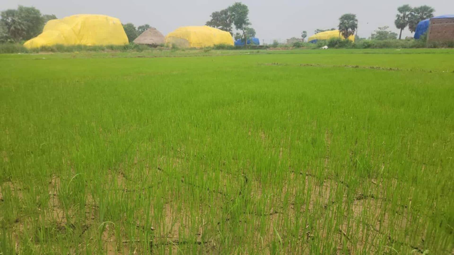 Mahato Family: 150 కుటుంబాలను ఇబ్బంది పెడుతున్న 200 ఏళ్లనాటి ఆచారం.. ఆగిపోయిన వరి సాగు..