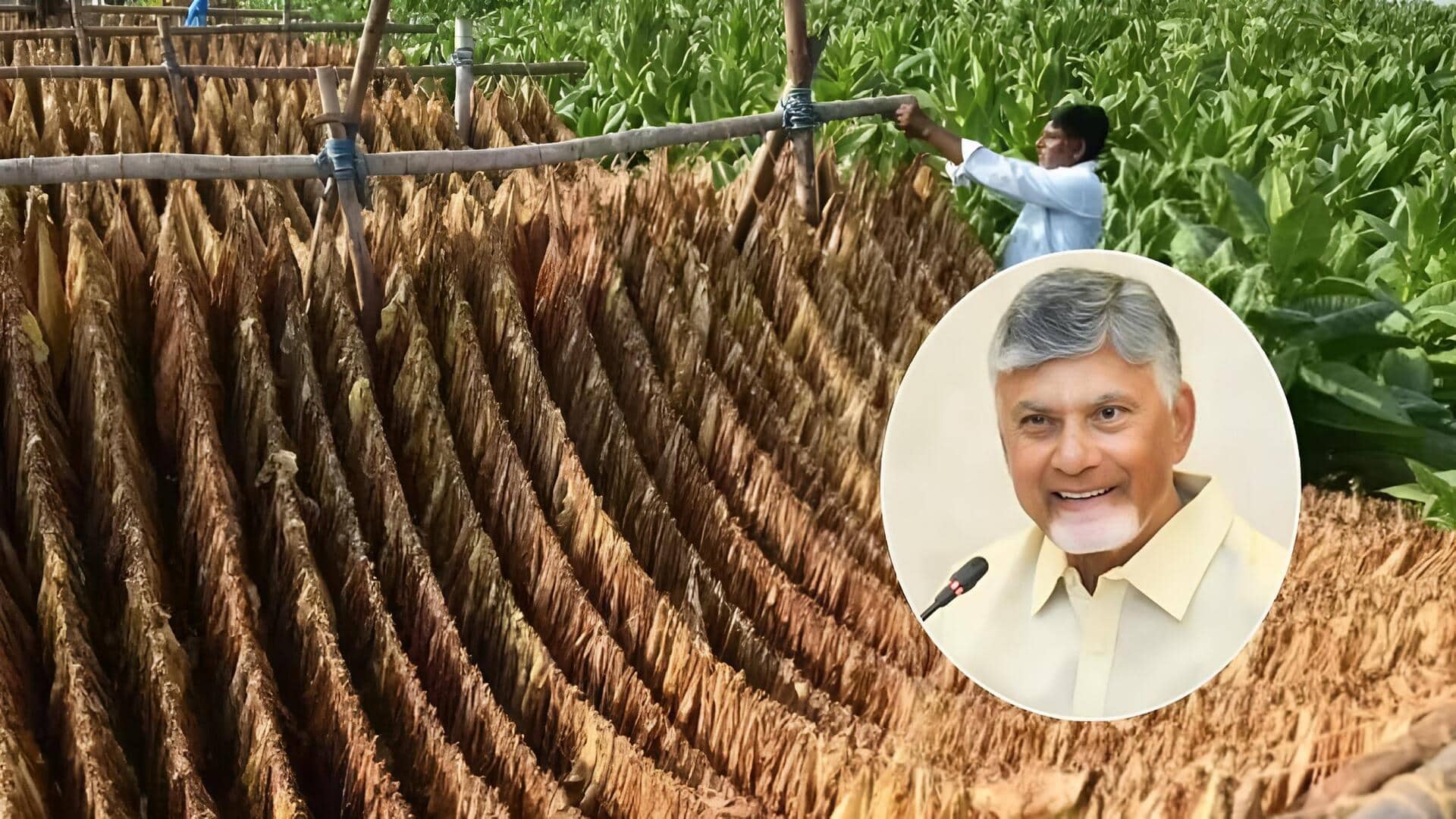 Tobacco Farmers: పొగాకు రైతులకు ఏపీ సర్కార్ గుడ్‌న్యూస్.. క్వింటాల్‌కు రూ.1,000 ప్రోత్సాహకం