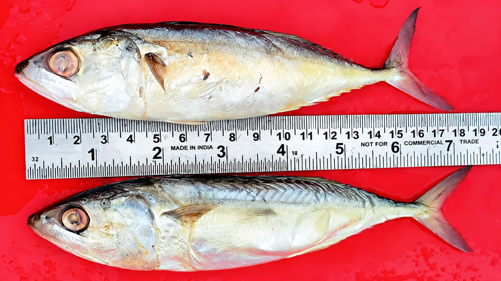 Mass Fish Deaths: గోదావరి నది ముఖద్వారం వద్ద చేపల మృతి వెనుక అసలు కారణం ఇదే..