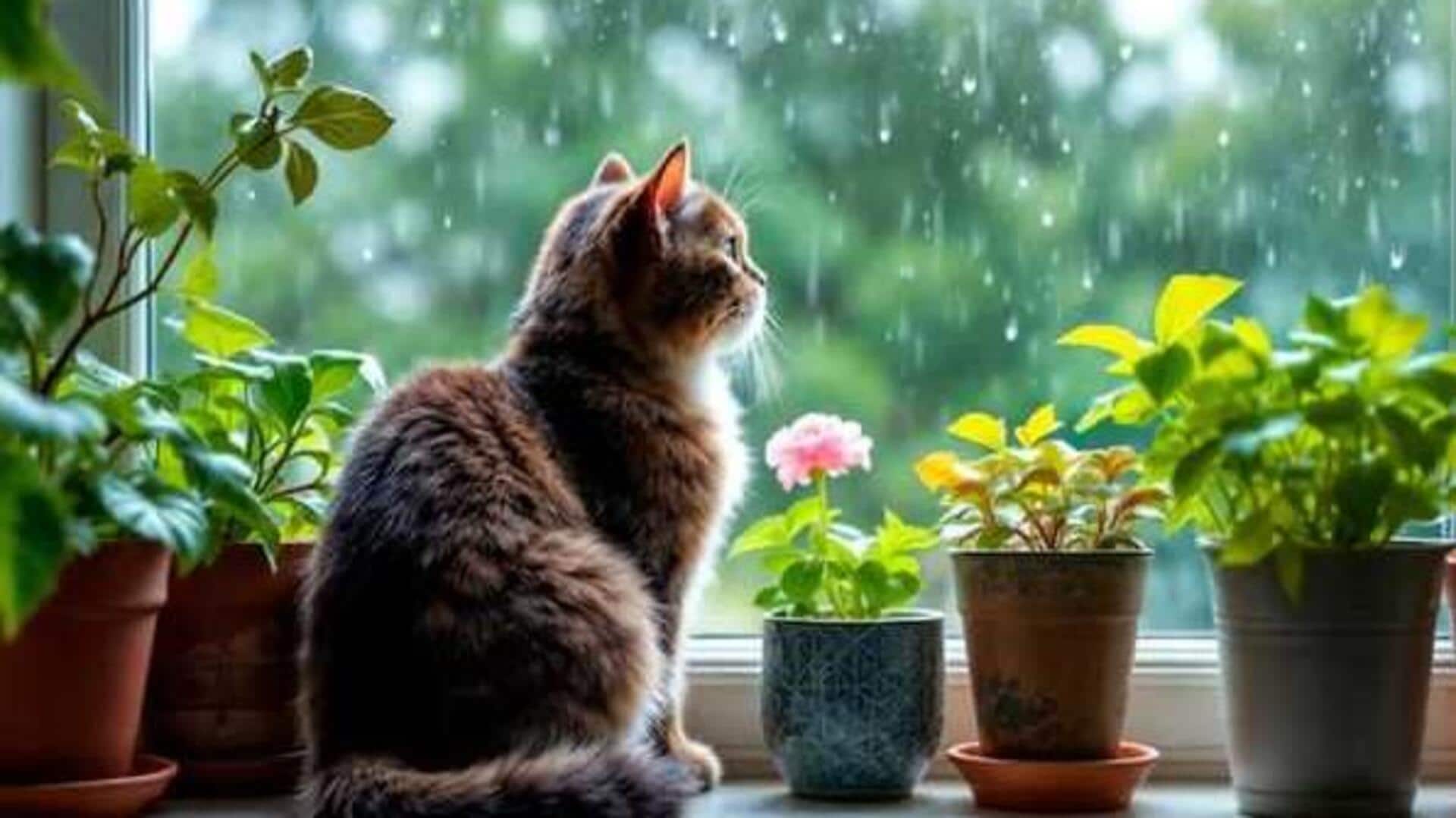 Monsoon: మాన్‌సూన్‌లో ఈ 5 విషయాలపై శ్రద్ధ అవసరం.. పెంపుడు జంతువుల ఆరోగ్యం కోసం చేయండిలా..