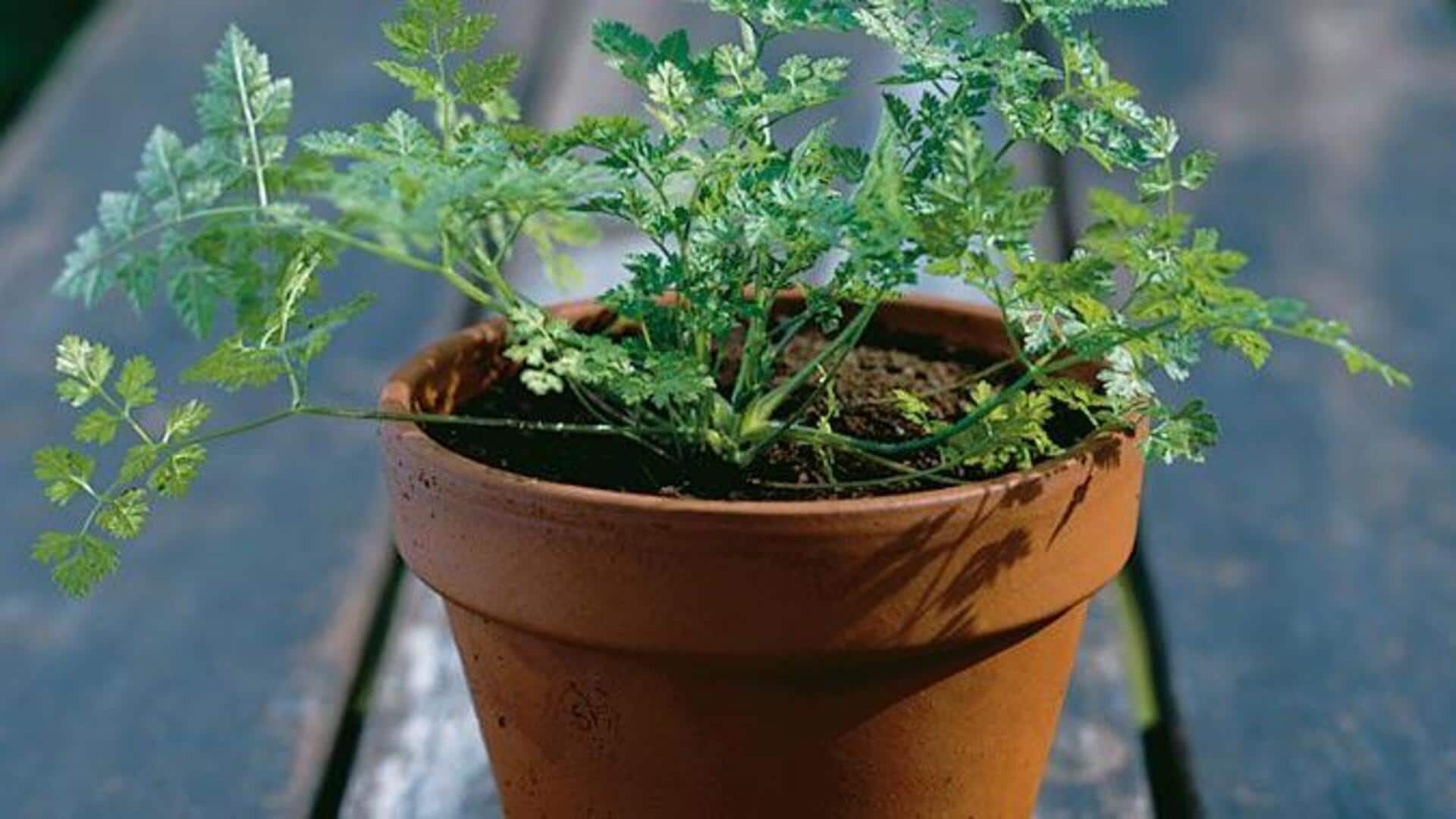 Chervil: సువాసనతో పాటు ఆరోగ్య ప్రయోజనాలు.. ఇంట్లో చెర్విల్‌ను సులభంగా పెంచే చిట్కాలు