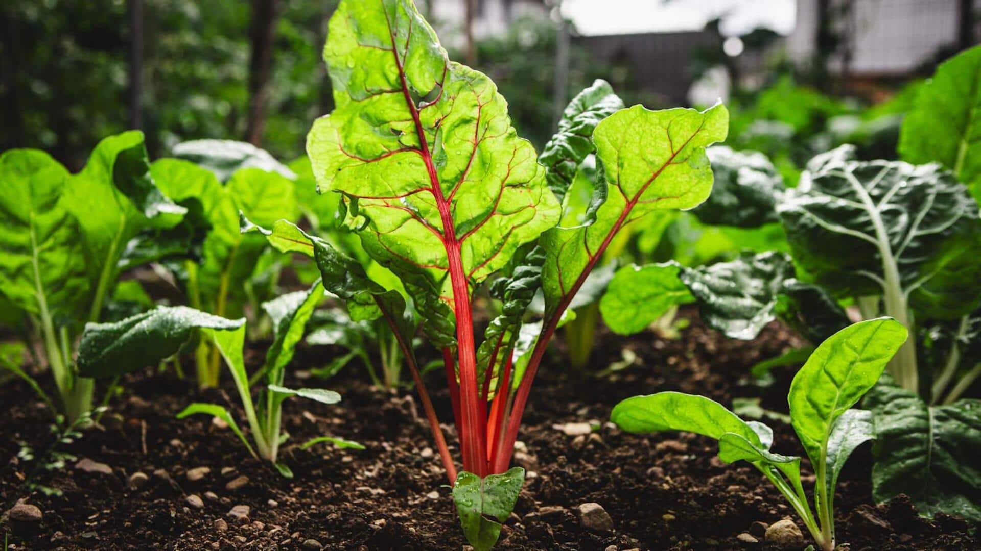 Indoor Gardening: చార్డ్ పెంచడానికి చిట్కాలు ఇవే..