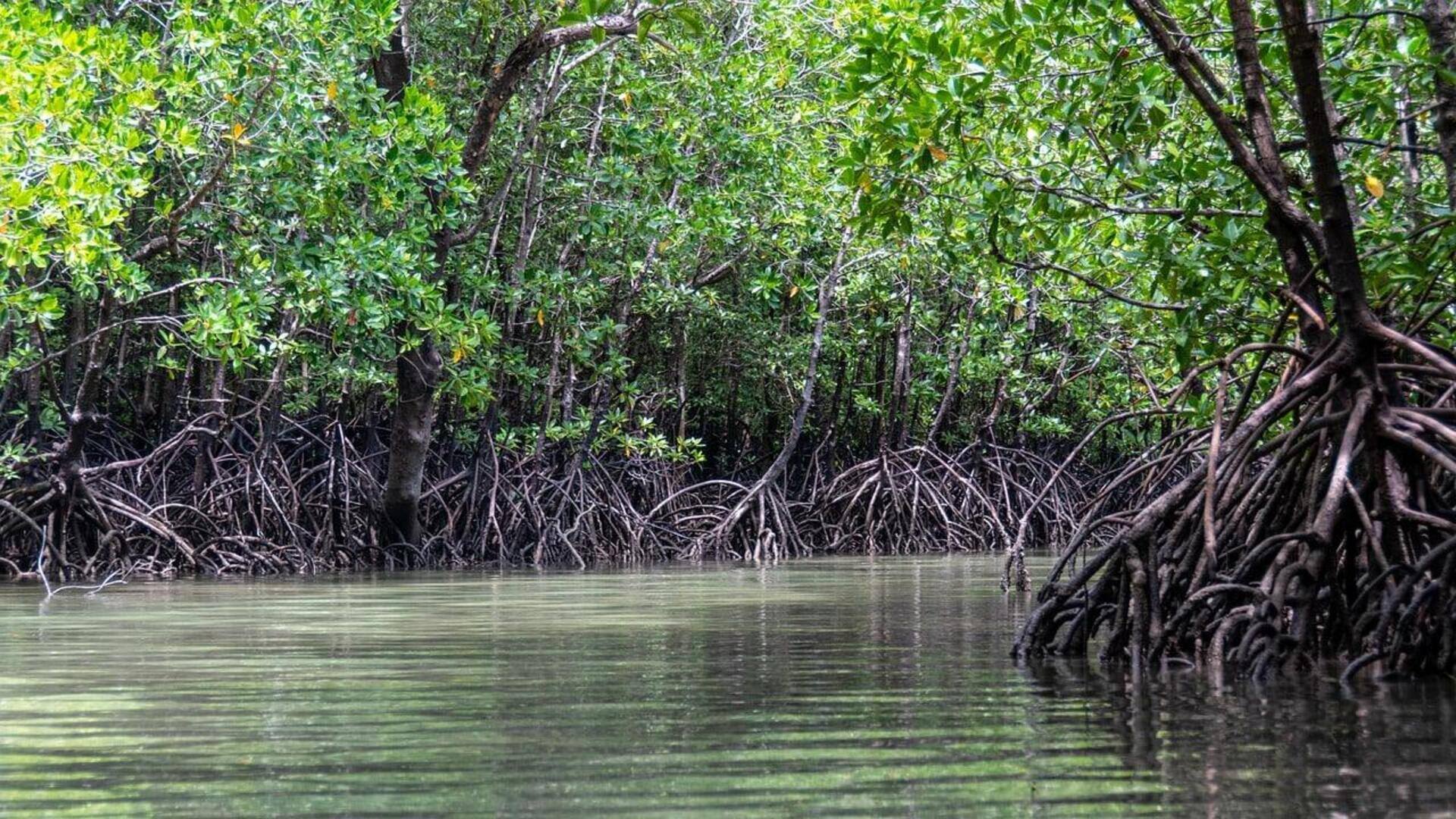 Mangrove forests: భారతదేశంలోని టాప్ 5 ప్రత్యేక మాంగ్రూవ్ అడవులు.. ఒక్కసారైనా తప్పకుండా చూడాల్సిన ప్రదేశాలు!