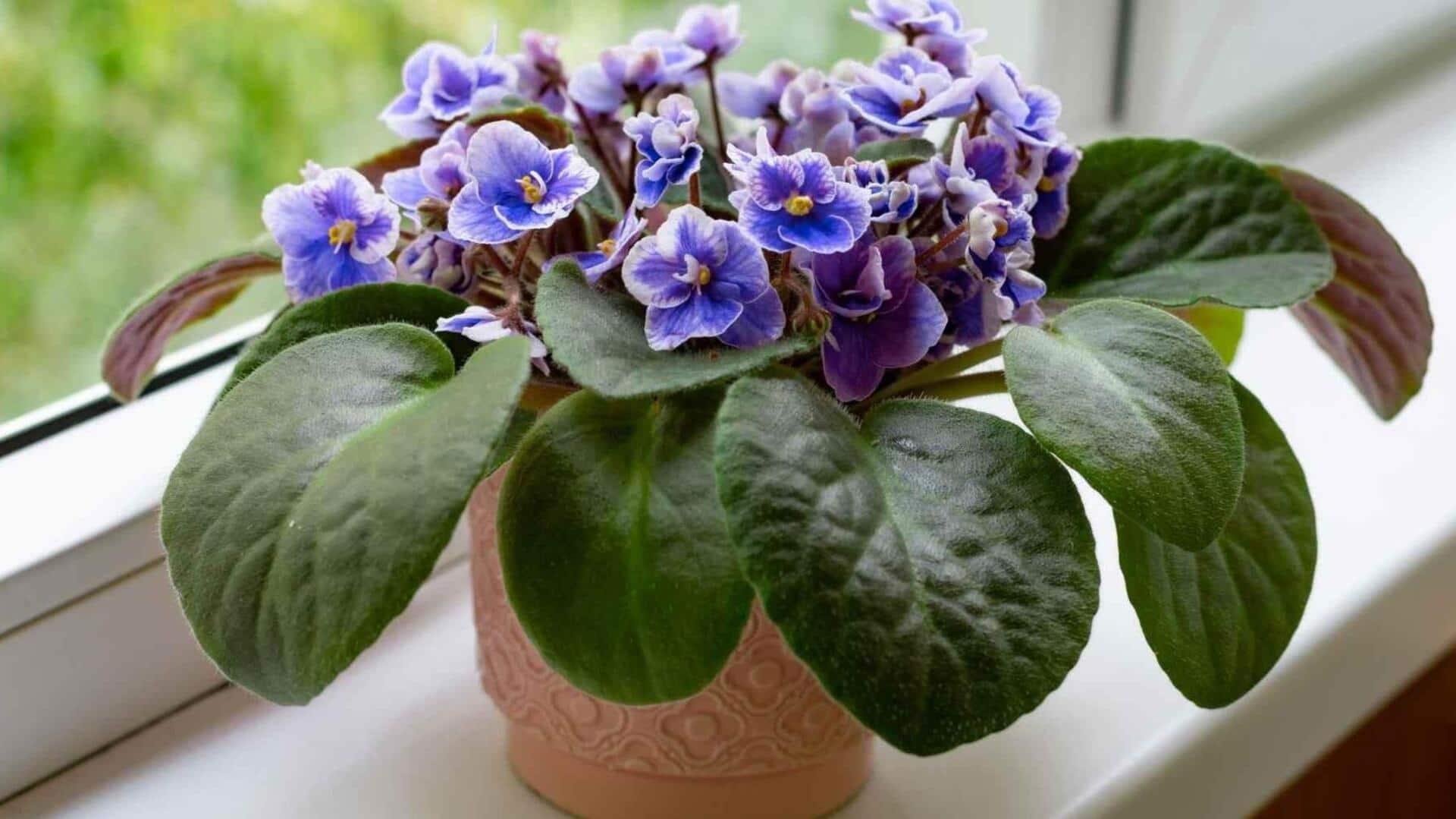 African Violets : ఆఫ్రికన్ వయొలెట్స్ మొక్కల్ని సులభంగా పెంచండిలా..
