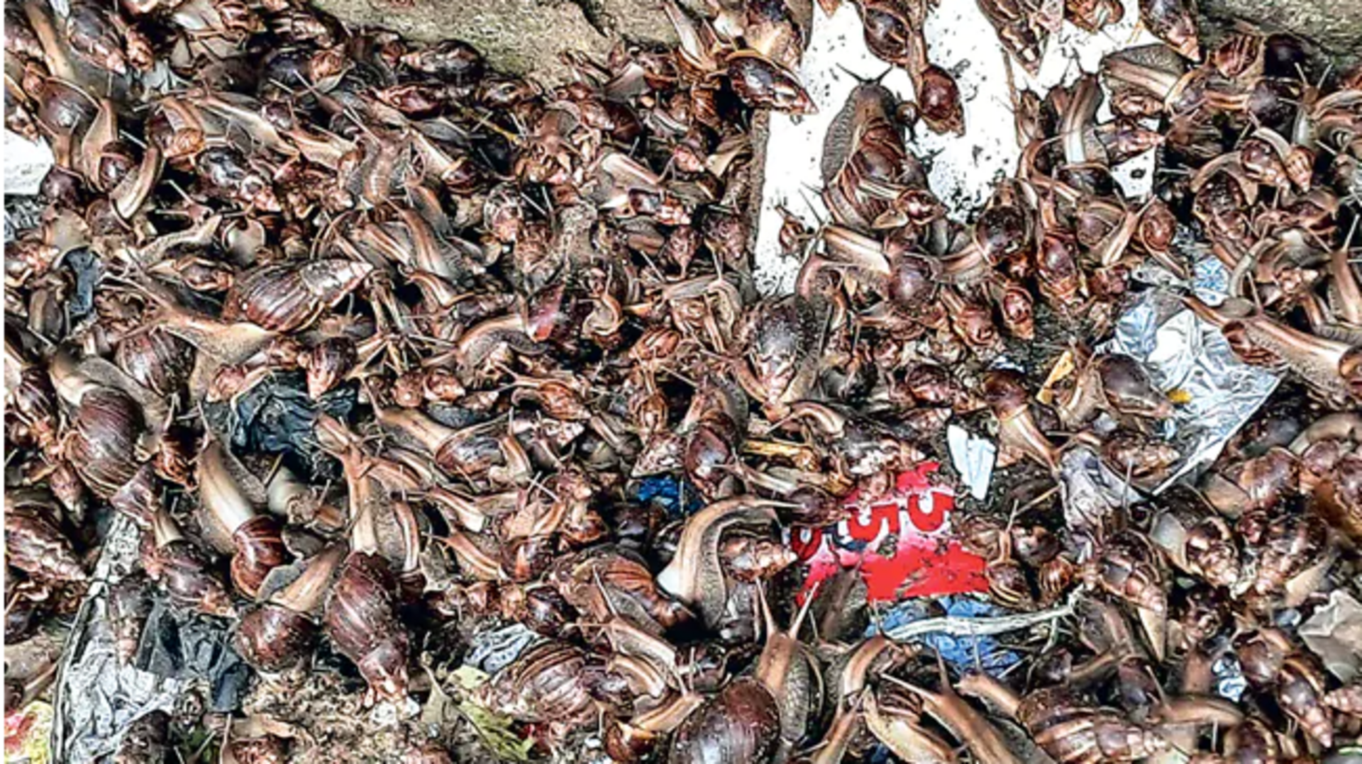 African snails: భాగ్యనగరాన్ని కలవరపెడుతున్న ఆఫ్రికన్‌ నత్తలు.. దాడి చేస్తే వృక్షాలూ నేలకొరగాల్సిందే! 