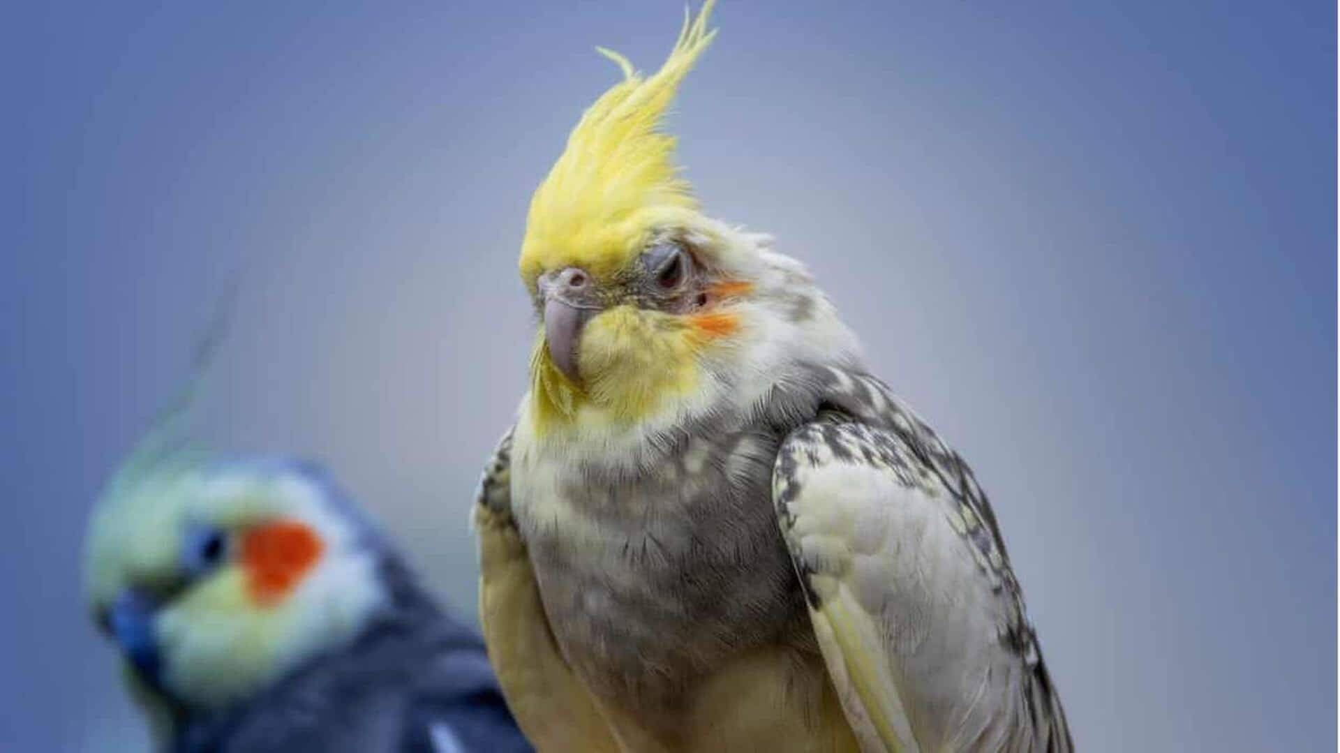 Birds Masturbate: పక్షులు కూడా హస్తప్రయోగం చేస్తాయట.. శాస్త్రవేత్తల అధ్యయనంలో ఆసక్తికర విషయాలు