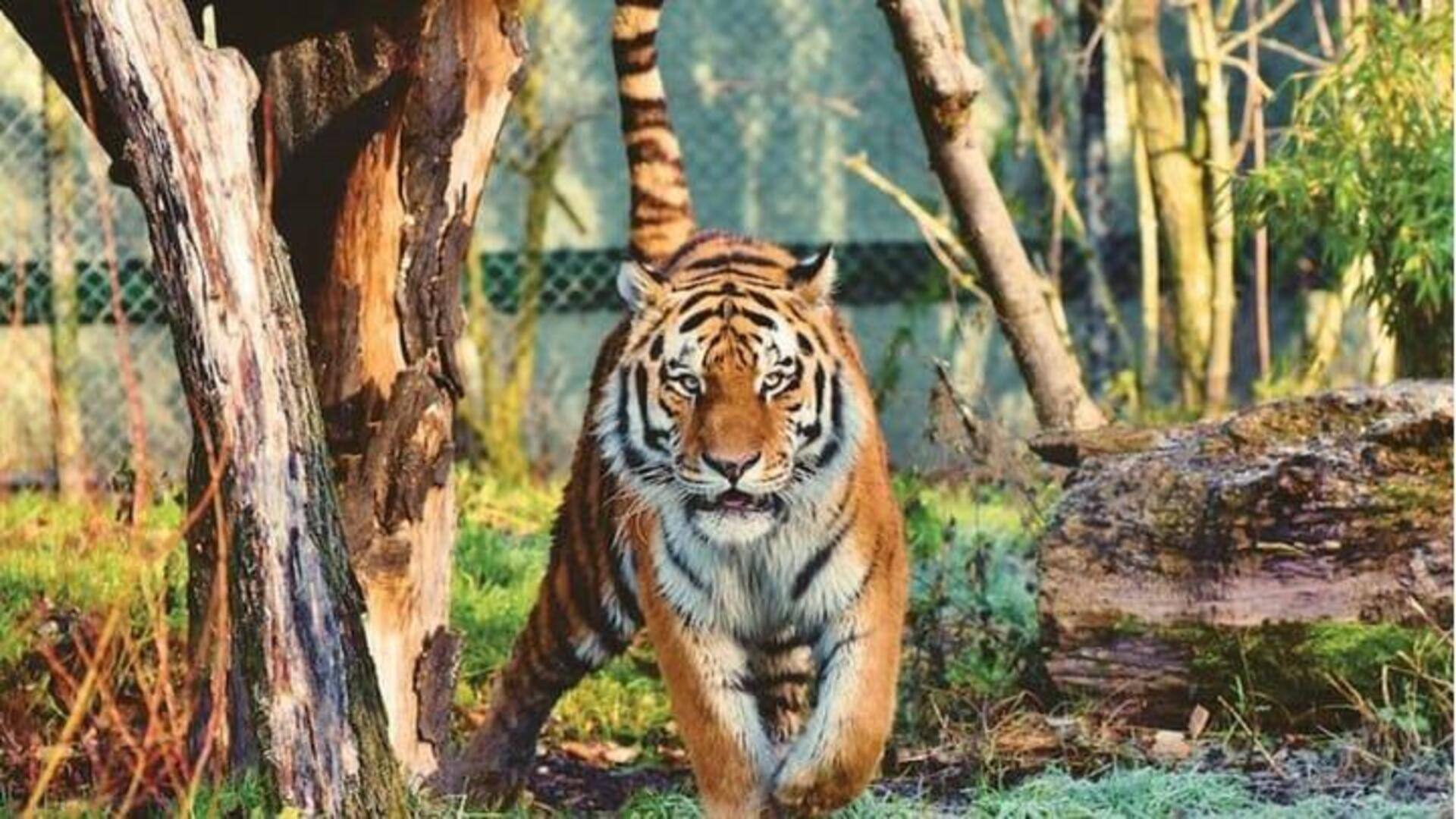 International Tiger Day 2023: పులులను చూడాలంటే అక్కడికి పోవాల్సిందే..!