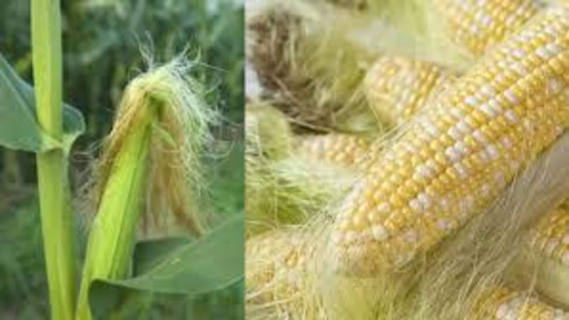 Corn silk: మొక్కజొన్న పీచు టీ తాగితే అనేక ఆరోగ్య ప్రయోజనాలు పొందుతామని తెలుసా..?