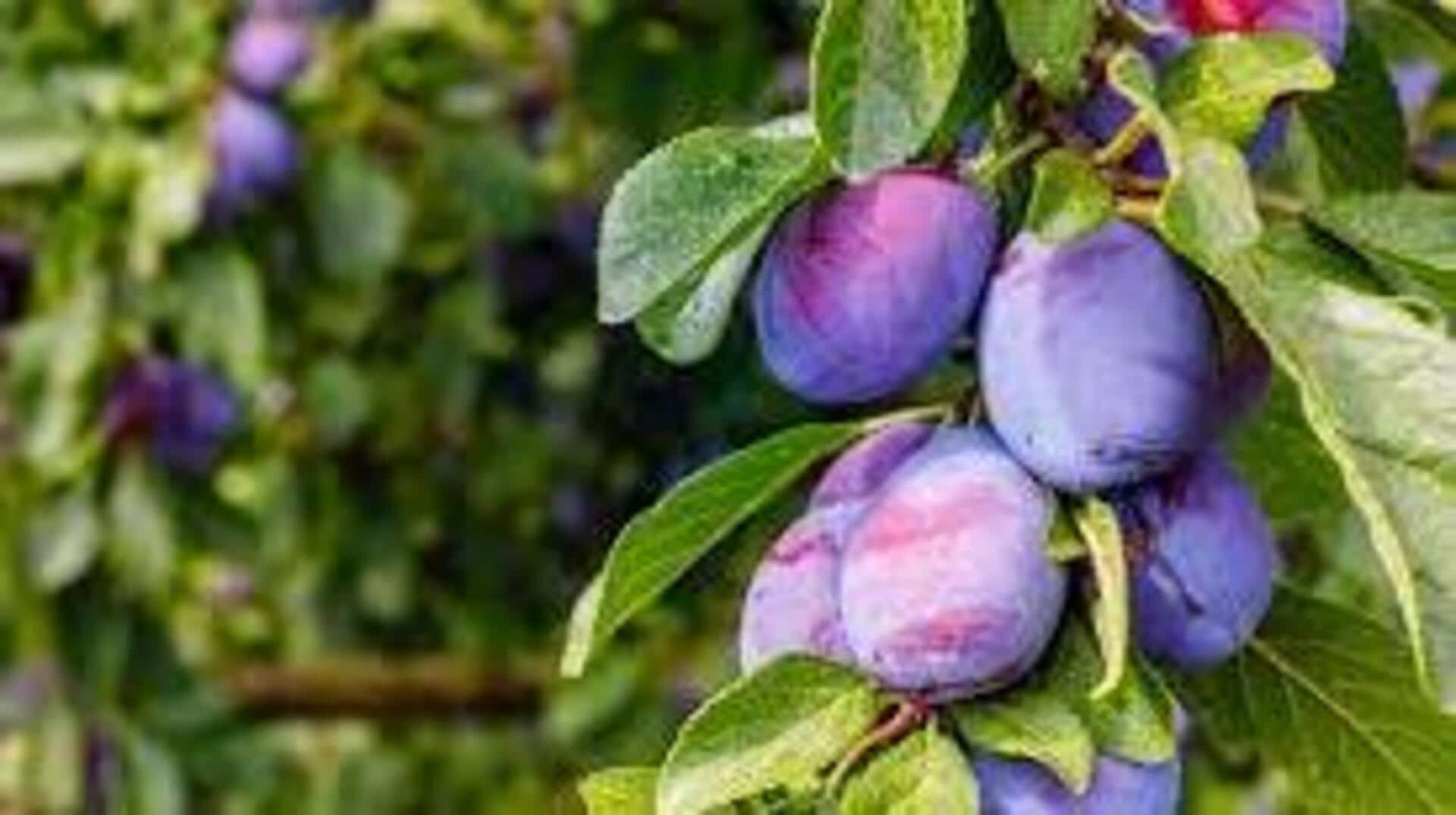 Plum plants : ఇంట్లోనే రేగు మొక్కలు పెంచాలా? ఇలా చేస్తే సులభంగా పెరుగుతాయి!