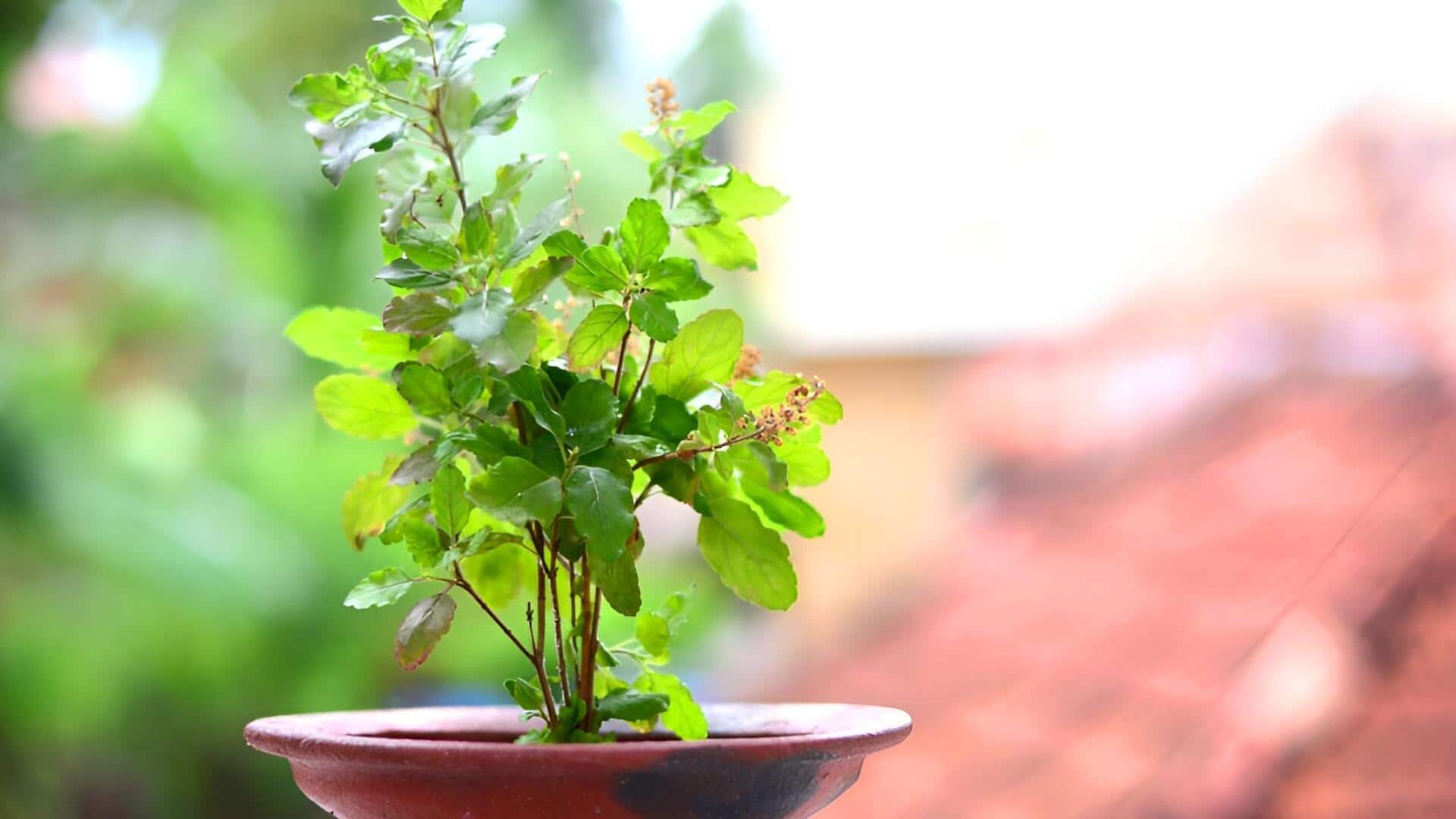 Tulasi Plant : చలికాలంలో తులసి మొక్క వాడిపోకుండా ఎలా రక్షించాలి?.. తీసుకోవాల్సిన జాగ్రత్తలివే.. 