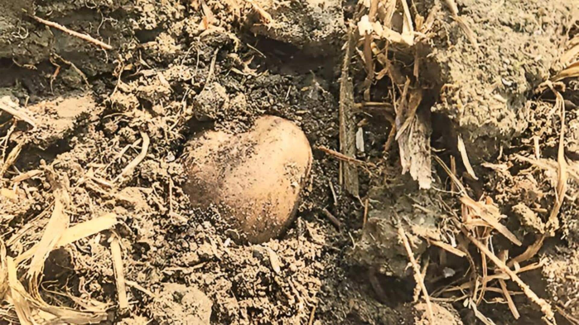 Bihar: వరి వ్యర్థాలతో బంగాళాదుంప పంట… జీరో-టిల్లేజ్ పద్ధతికి విజేంద్ర సక్సెస్ స్టోరి