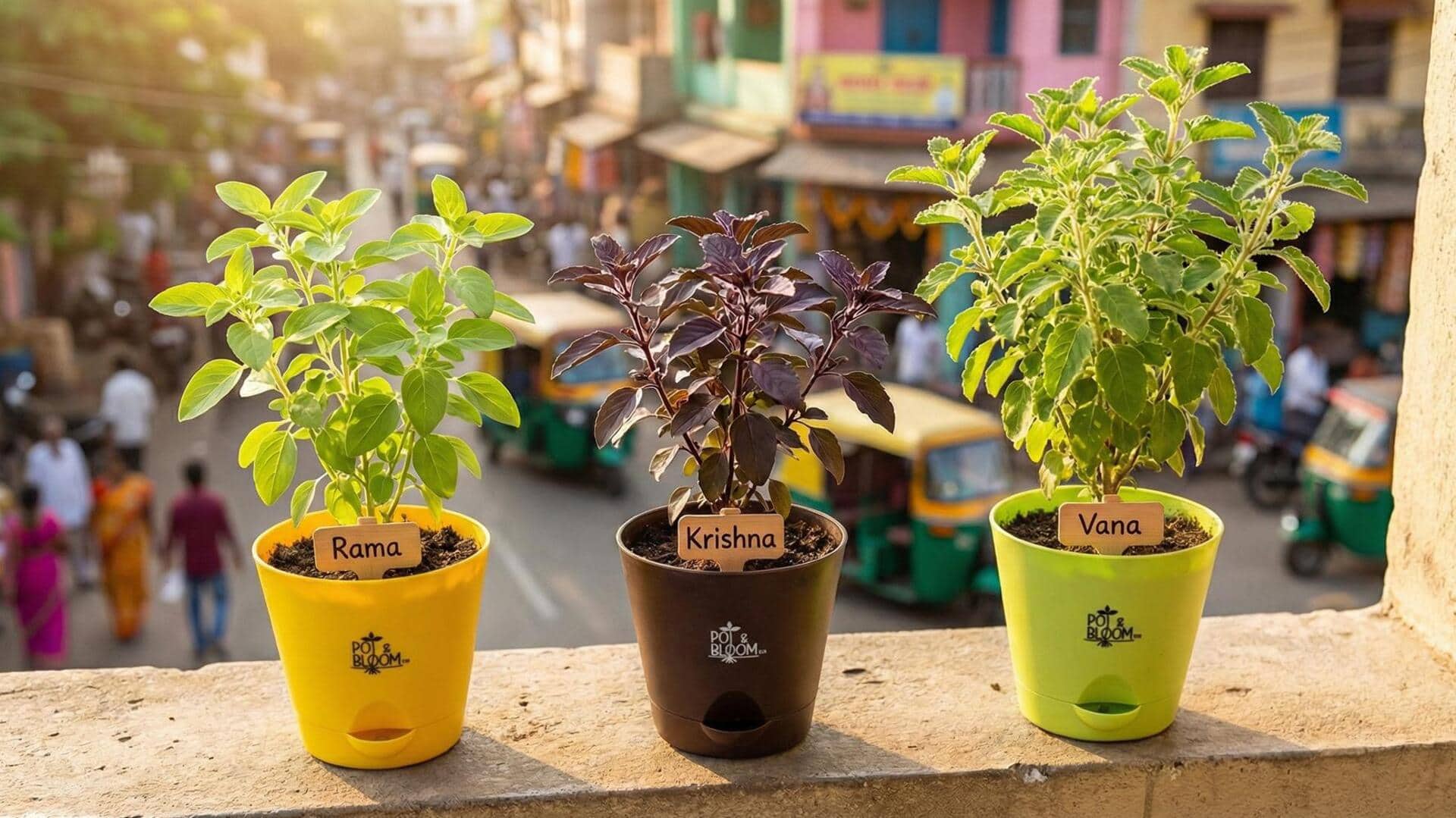 Holy Basil : ఇంట్లో తులసిని పెంచడానికి అద్భుత చిట్కాలివే..