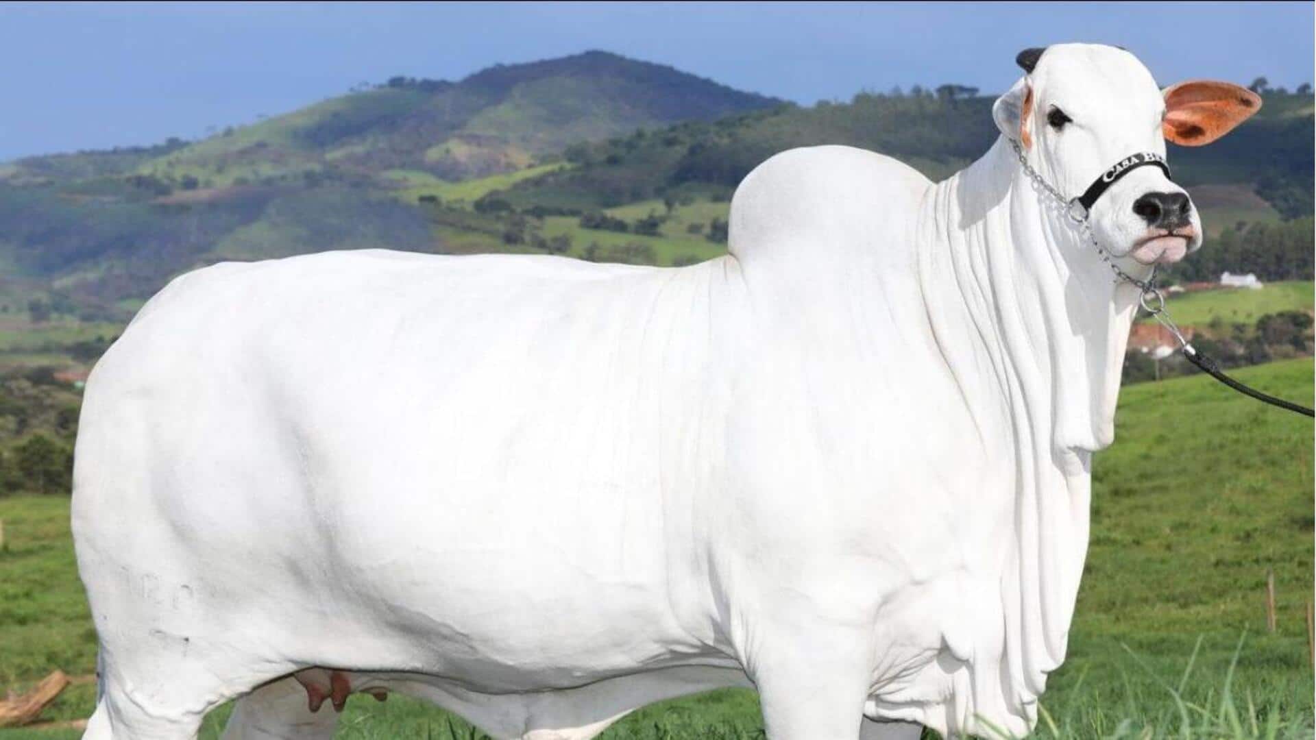 World's Most Expensive Cow: ప్రపంచంలోనే అత్యంత ఖరీదైన ఆవు.. వేలంలో 40కోట్లకు అమ్ముడుపోయింది 