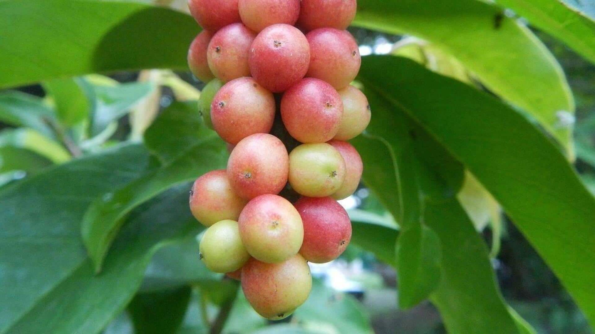 Bignay Fruit: బిగ్నయ్ పండు.. చిన్నదైనా ఆరోగ్యానికి పెద్ద మేలు