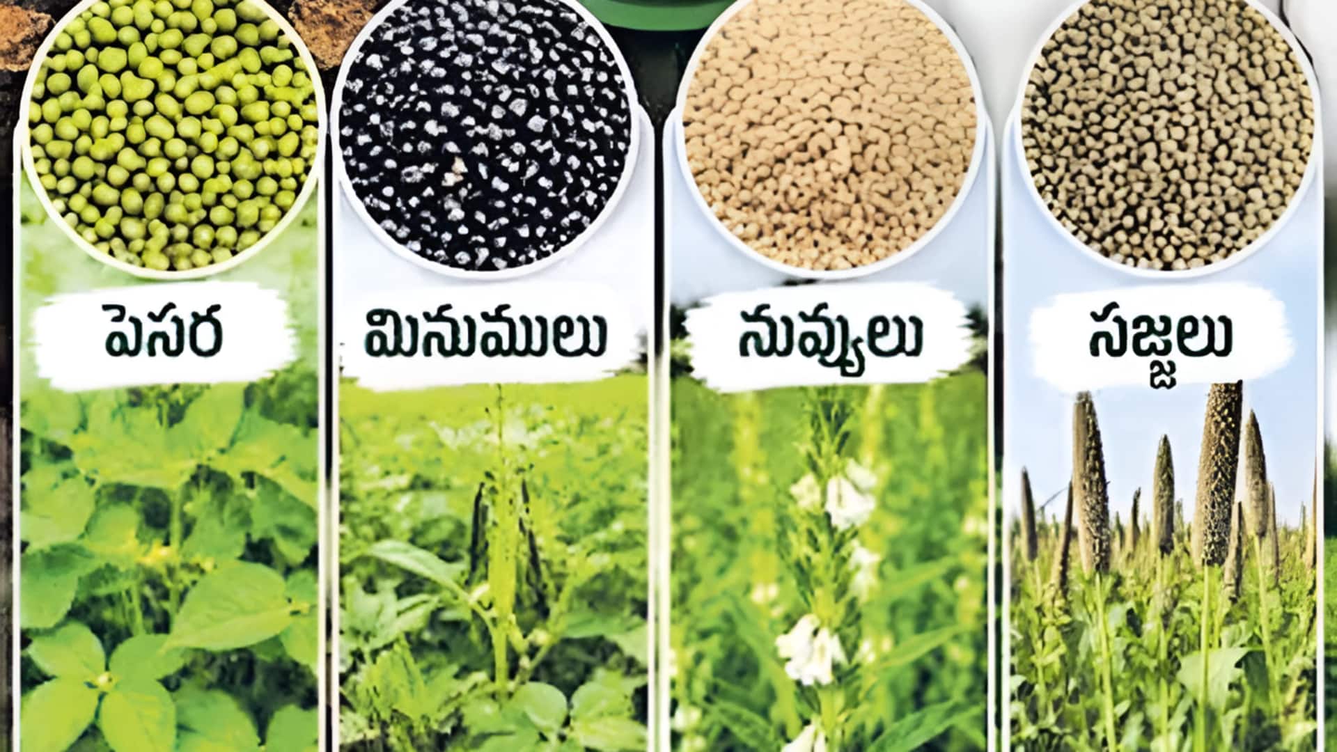 Telangana: నేటి నుంచి ప్రత్యామ్నాయ పంటల విత్తనాల విక్రయం.. రైతు వేదికల్లో విక్రయం