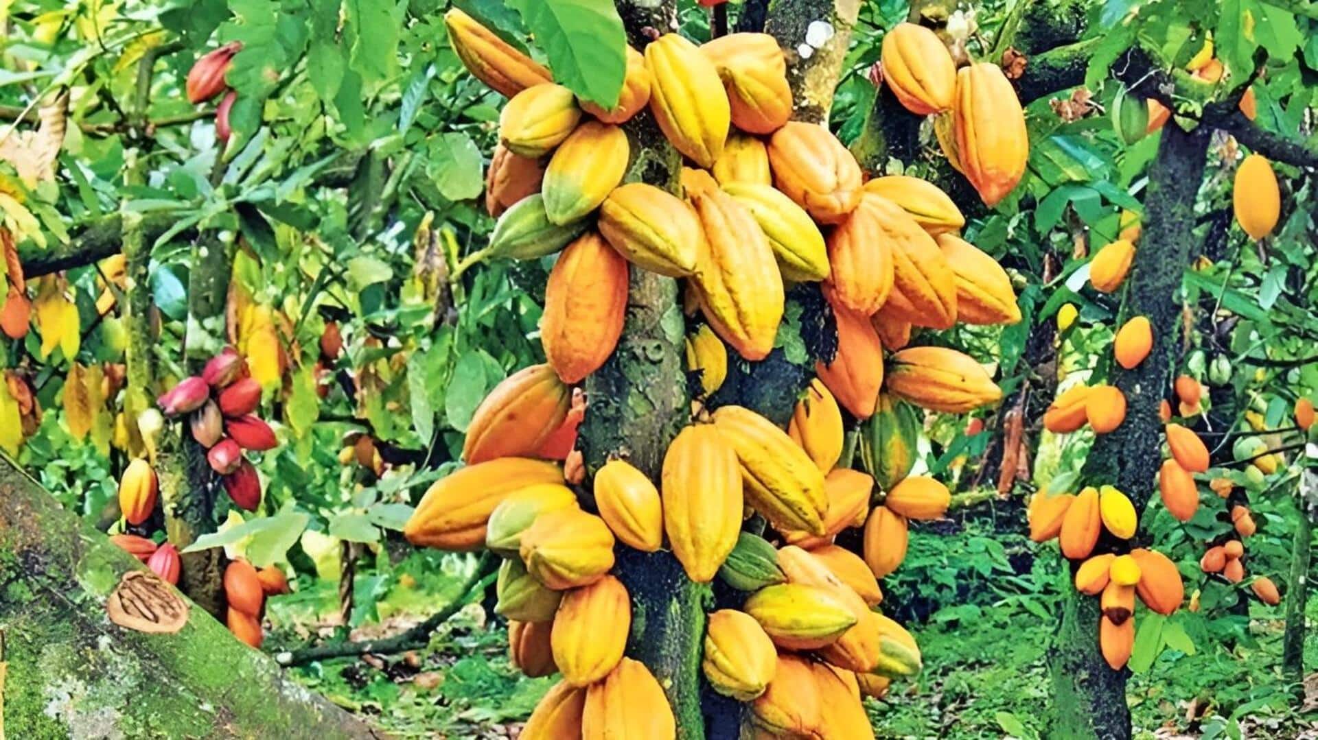 Andhra Pradesh: ఏపీలో కోకో విప్లవం.. 3 లక్షల ఎకరాల్లో సాగుకు విస్తార అవకాశాలు