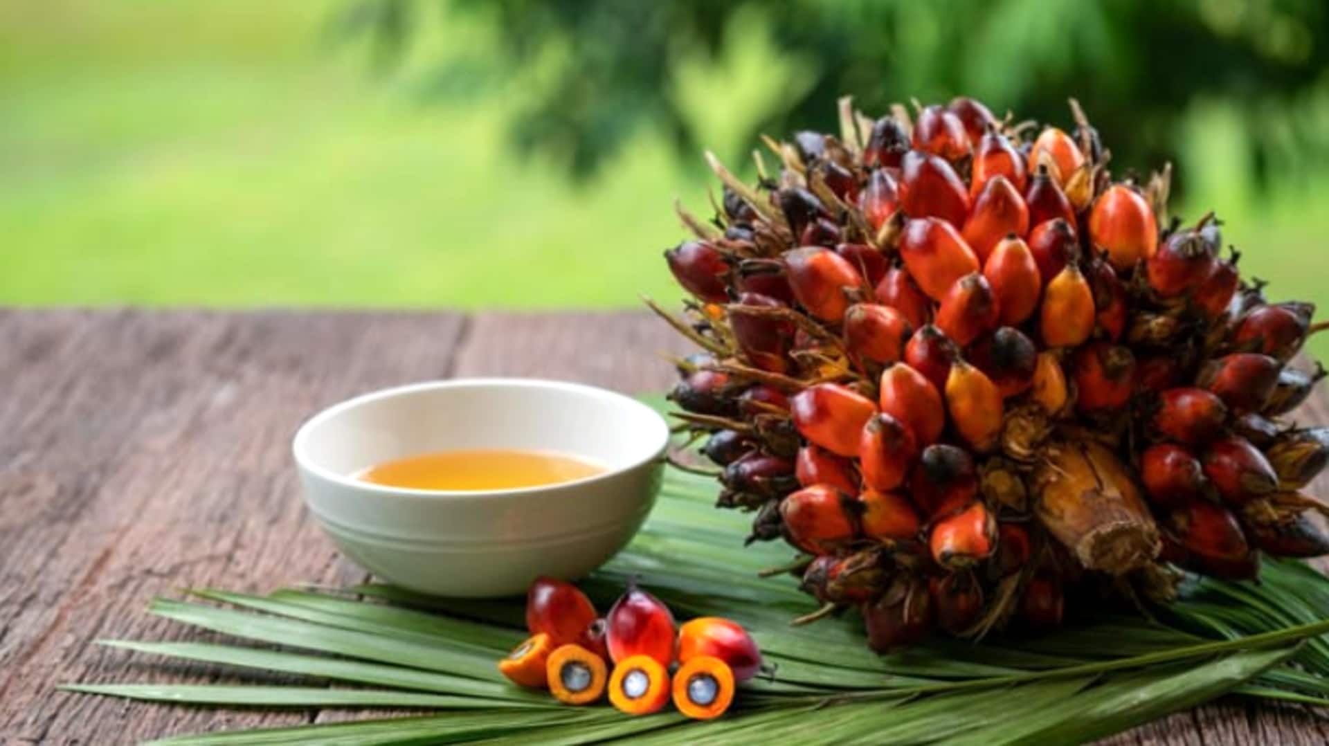 Palm Oil Import: 29 శాతం పెరిగిన పామాయిల్ దిగుమతులు..దేశీయ రిఫైనర్లకు దెబ్బ